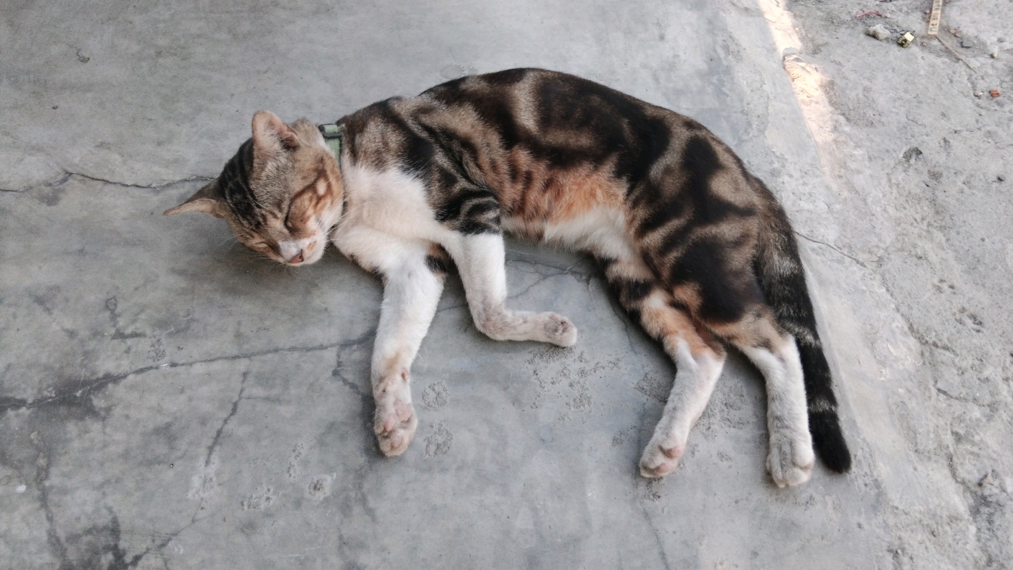 A tabby cat is lying on its side on a concrete surface, appearing to be asleep or deceased. The cat has a black, white, and brown striped coat and is wearing a light green collar. Its eyes are closed, and its head is resting on the ground. The concrete surface shows signs of wear and tear, with cracks and discoloration. The background is a continuation of the concrete surface, with some debris and shadows suggesting an outdoor location. The image appears to have been taken outdoors in daylight. The scene is likely in Tegal, Indonesia, a port city on the north coast of Java, known for its industrial and agricultural activities.
