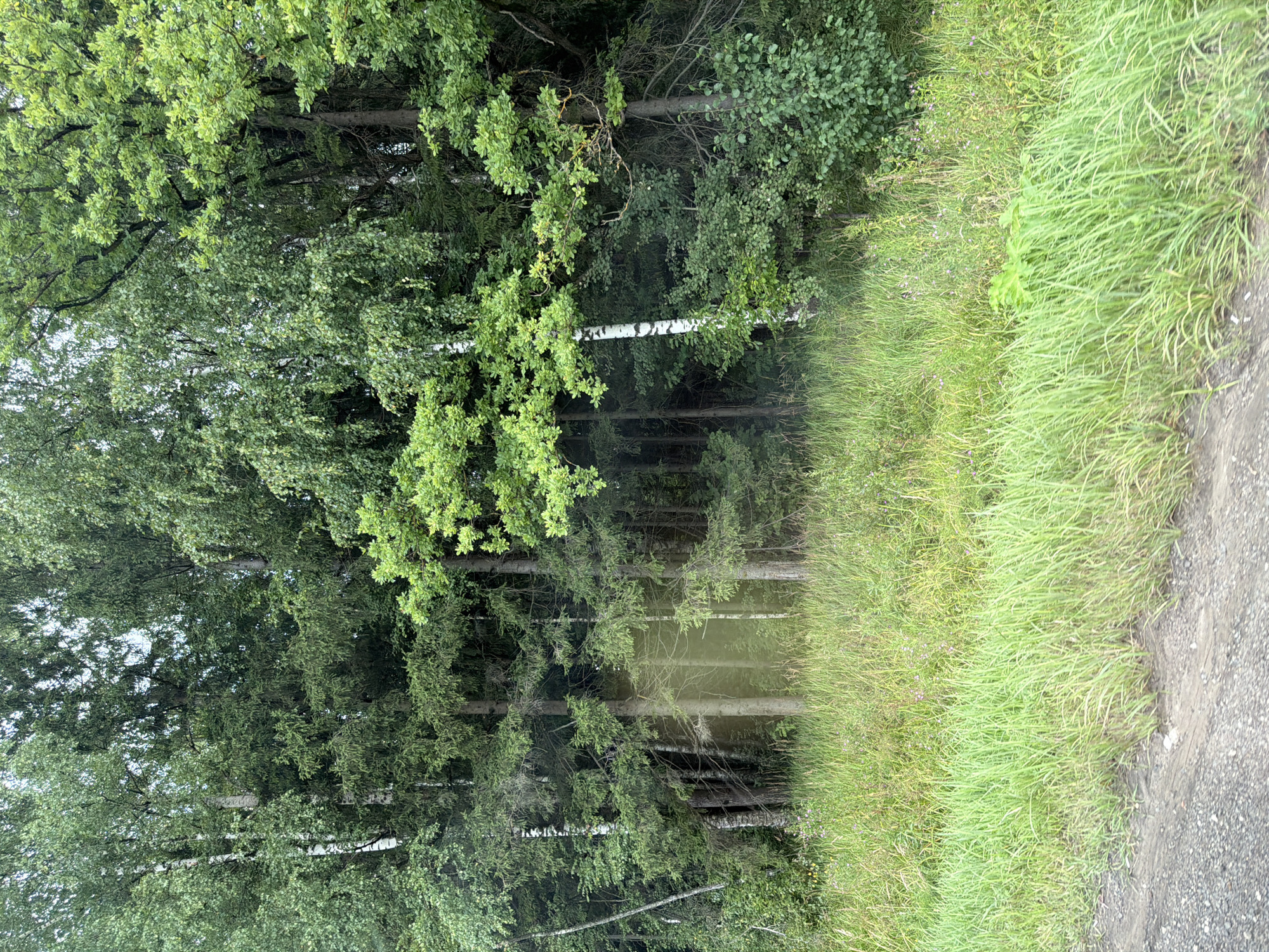The image depicts a forest edge with a dense growth of trees and underbrush. A dirt road or path is visible in the foreground, with a grassy verge separating it from the trees. The foliage is lush and varied, with a mix of deciduous and coniferous trees. Sunlight filters through the canopy, creating dappled light on the forest floor. There are no people or animals visible in the image. The scene is a natural landscape, likely in a rural or forested area. The prompt specifies the location as Zhilino, Russia.
