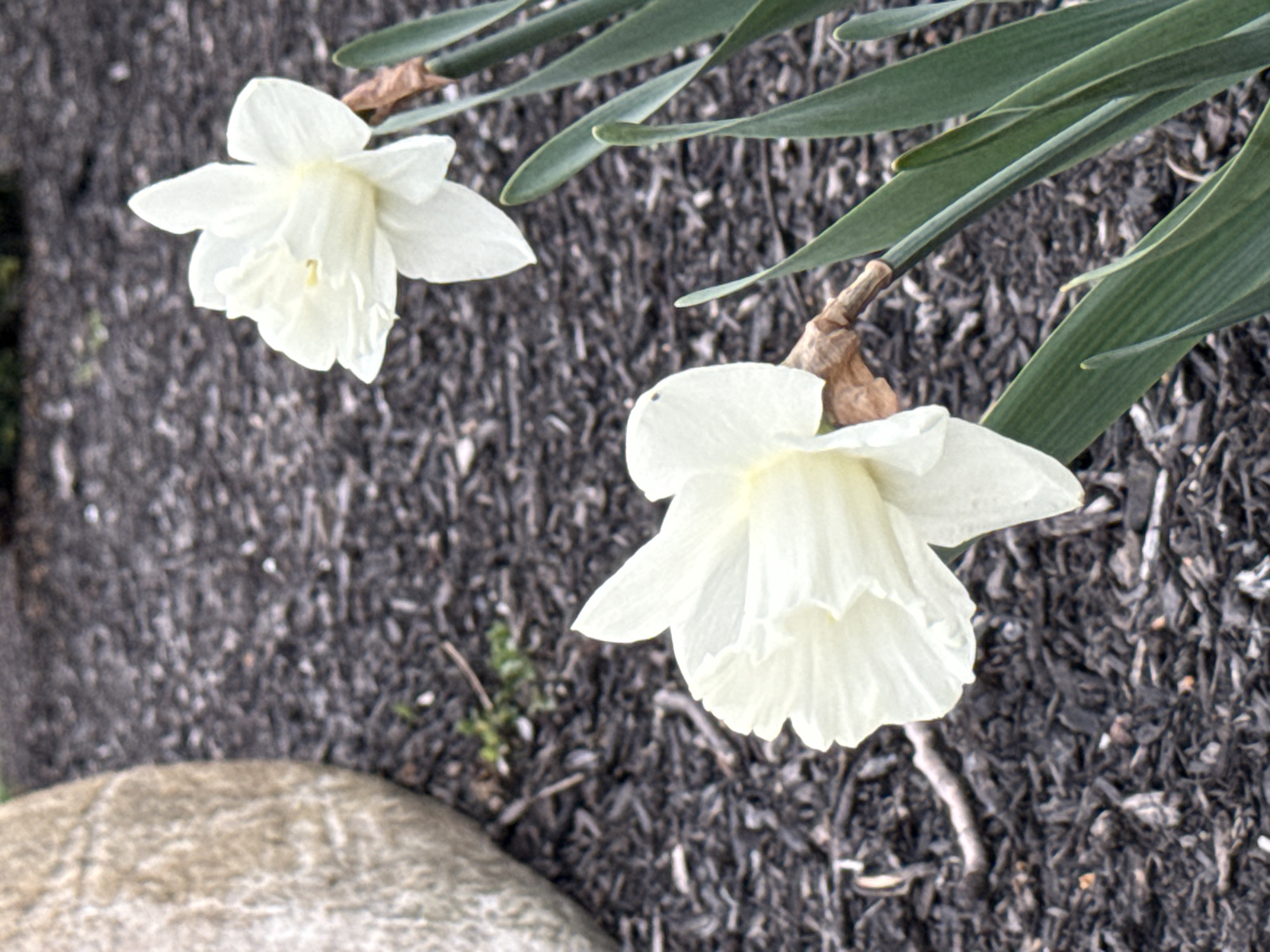 The image shows two white daffodils in a garden. One daffodil is fully bloomed, while the other is a bud. The flowers are surrounded by green leaves and mulch. A large rock is visible in the lower left corner of the image. The location is likely Grove City, United States of America.