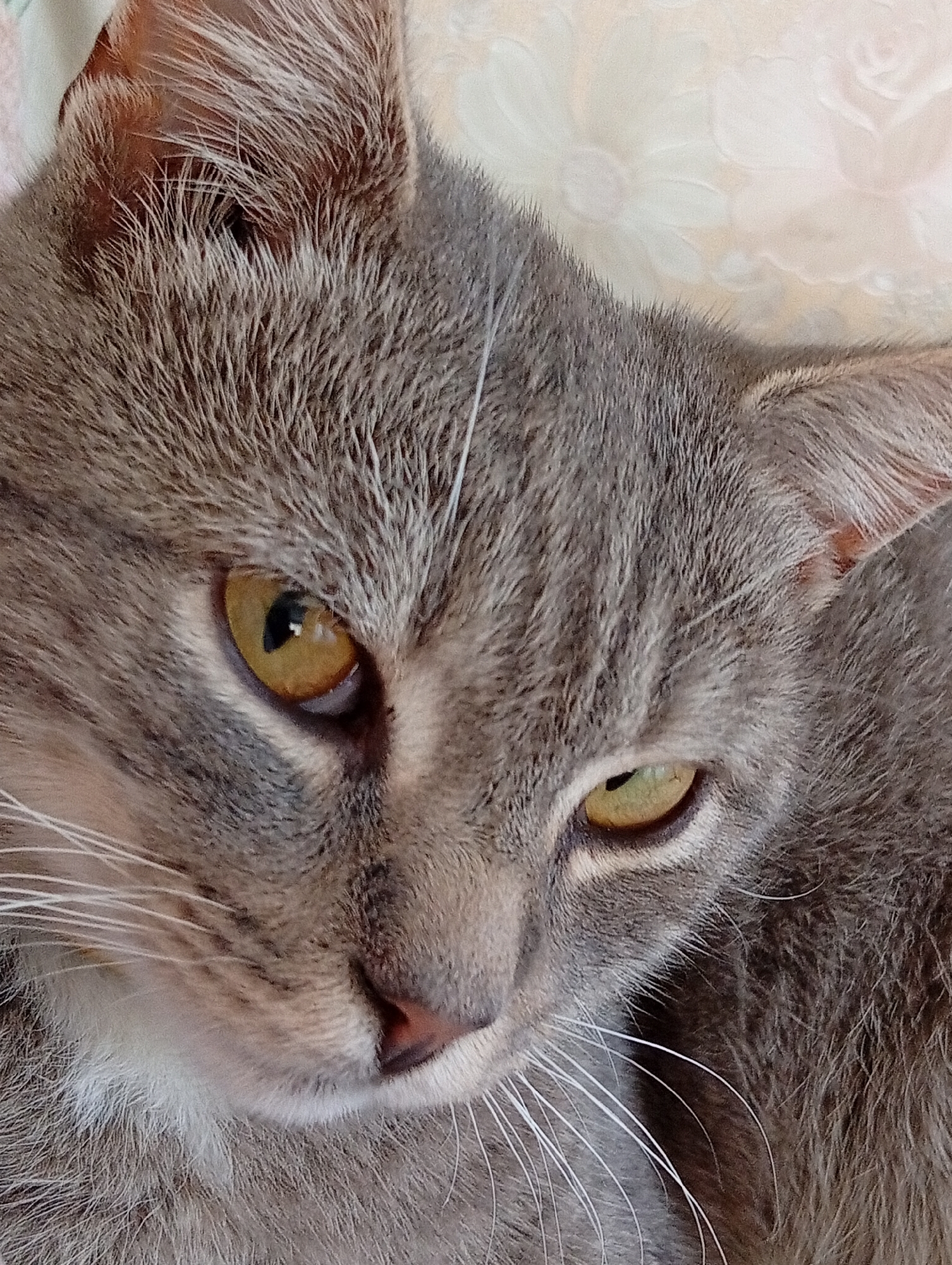 A close-up, head-on shot of a grey tabby cat's face is presented. The cat's eyes, one amber and the other a yellowish-green, are prominent. Its fur is a mix of grey with darker tabby markings. Long white whiskers extend from its muzzle. The background is a soft, blurred fabric with a subtle floral pattern, suggesting it is indoors on a bed or sofa. The lighting is soft, highlighting the texture of the cat's fur and the details of its face. The image is sharp and well-focused on the cat.