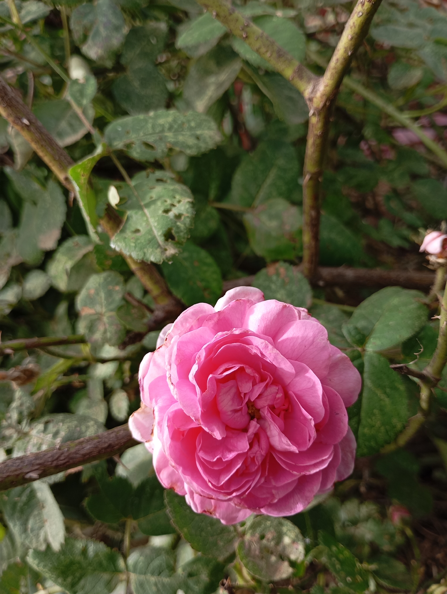 A close-up, eye-level shot shows a pink rose in bloom, centered in the foreground. The rose has many layers of petals, with a slightly ruffled texture. The background consists of out-of-focus green rose leaves and thorny branches, suggesting a garden setting. The lighting is natural, casting soft shadows and highlighting the texture of the petals. The image appears to have been taken in the city of Fokino, Russia, though specific details about its location within the city are not evident from the photograph itself.