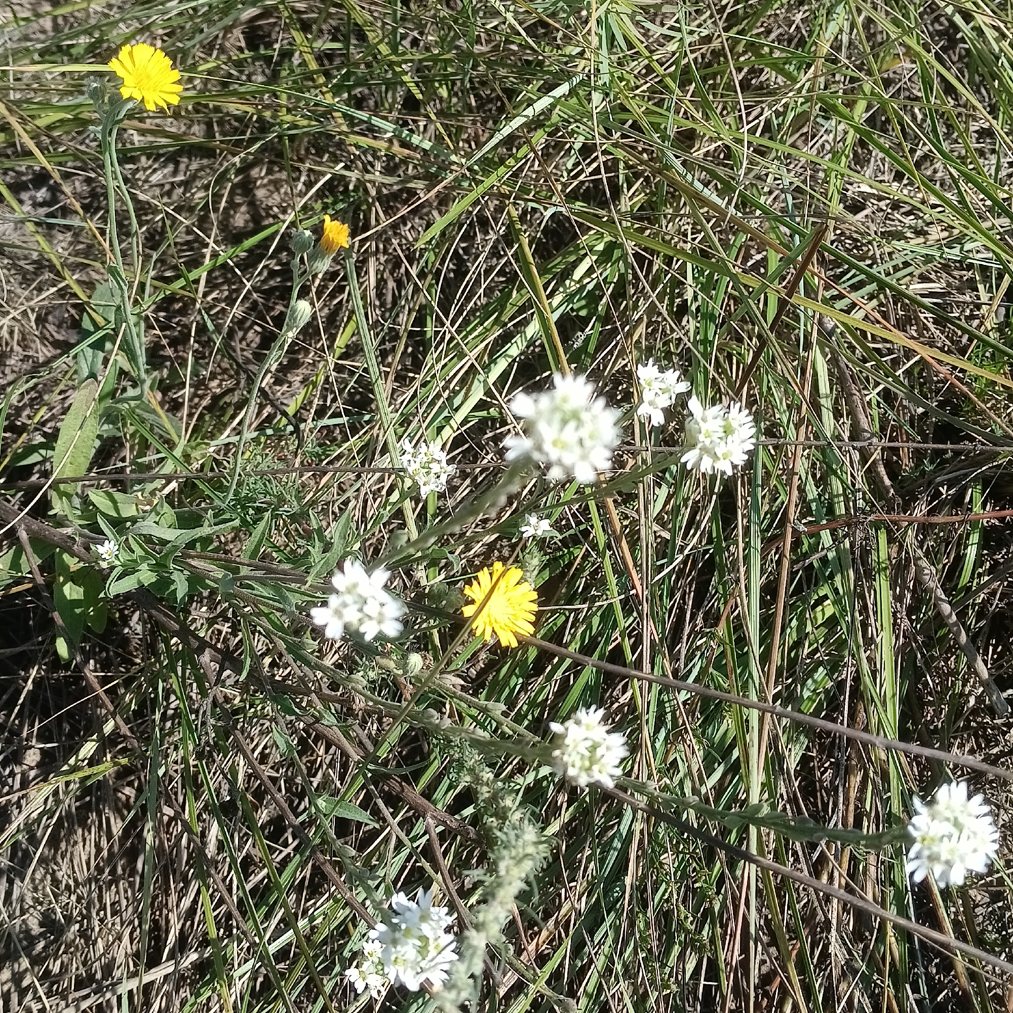 The image depicts a natural, outdoor environment, likely a field or meadow, located in Novokuybyshevsk, Russia. The scene is dominated by dry, brown grass and green blades of grass, suggesting a dry, possibly late summer or early autumn setting. Several wildflowers are visible: a single bright yellow flower on a tall stem on the left, and clusters of small white flowers scattered throughout the image. The lighting indicates a sunny day, with distinct shadows. No people or animals are present. The overall impression is one of a wild, uncultivated area.