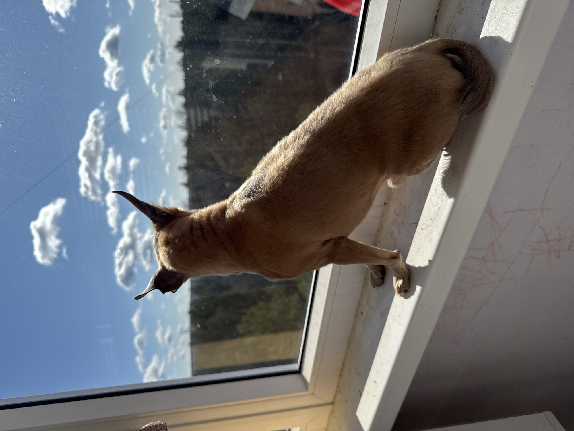 A tan Chihuahua-like dog stands on a white windowsill, facing a window. The dog's tail is curled against the window frame. The window reflects a blue sky with scattered white clouds and a blurred view of trees and buildings. The location is Chaikovsky, Russia.