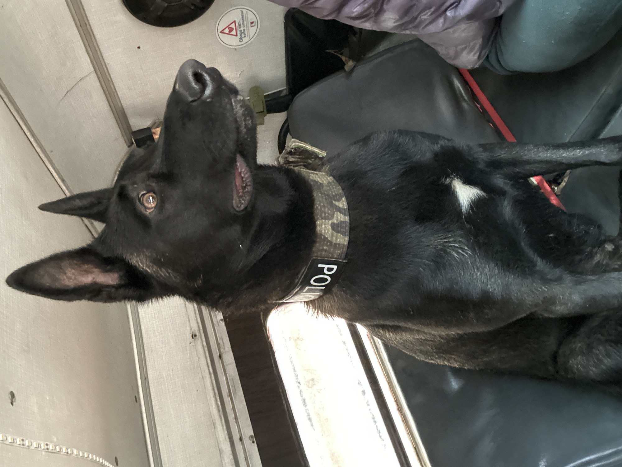 A black German Shepherd police dog lies on a dark gray seat within what appears to be a vehicle. The dog wears a camouflage collar with the word "POLICE" in white letters. The dog looks upward with its mouth slightly open. The environment is utilitarian, with gray paneling and a window. Part of a person is visible above the dog.