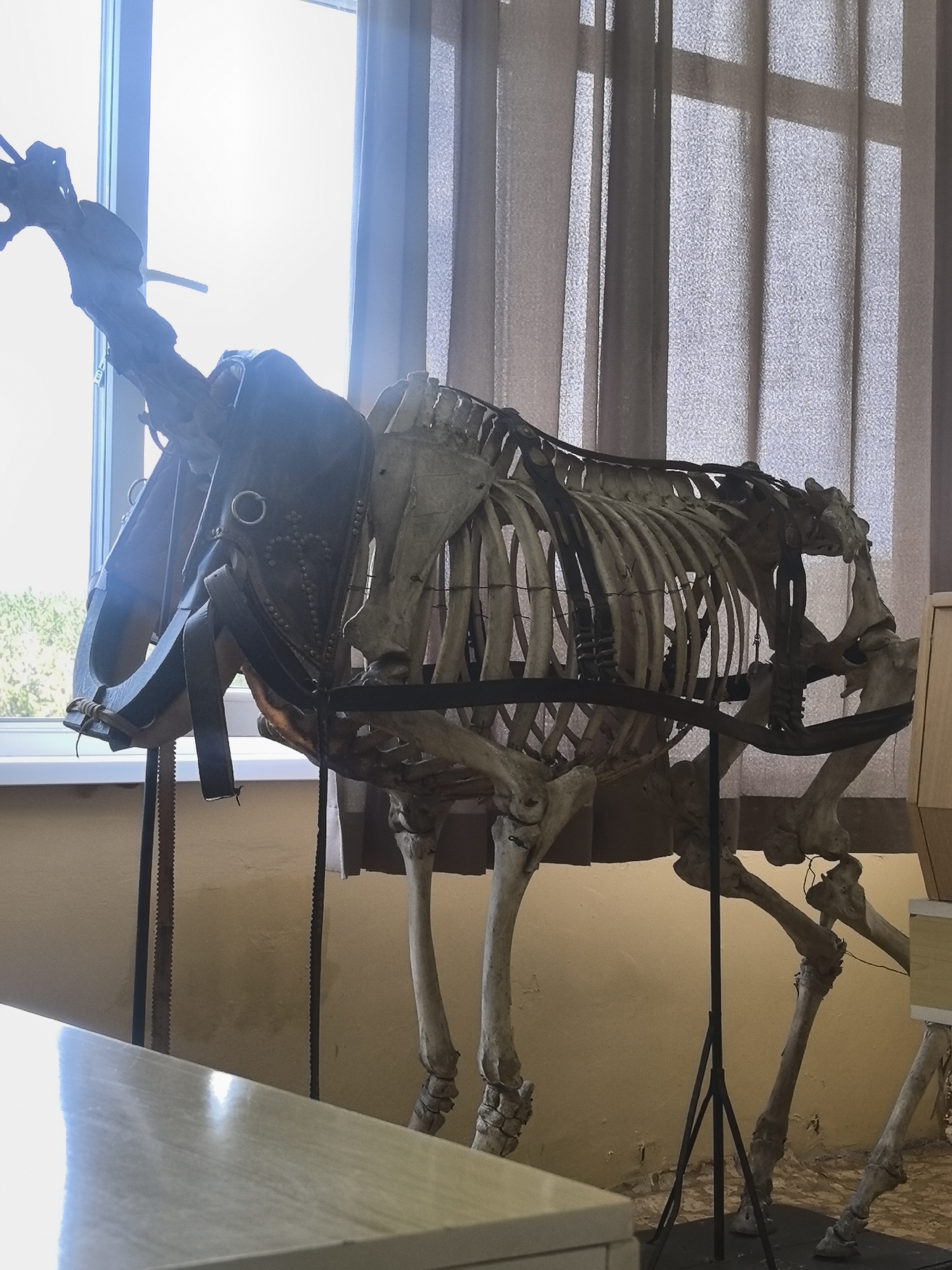 The image shows a horse skeleton, complete with a saddle, standing indoors near a window with tan curtains. The skeleton is supported by a black metal stand. Part of a light-colored table or counter is visible in the foreground. The location appears to be a museum or educational setting in an urban environment, but the city and specific location are not identifiable.