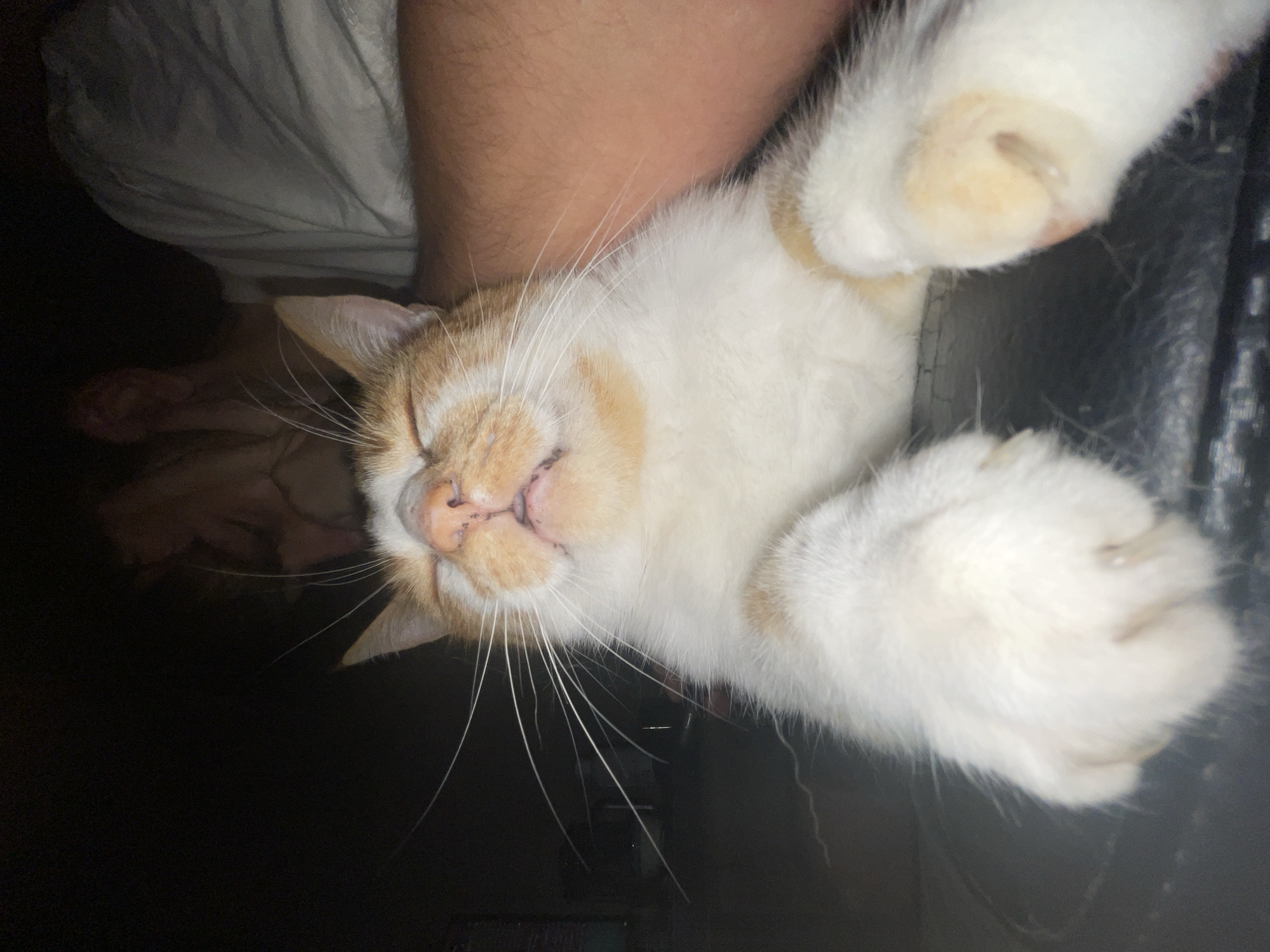 A close-up shot captures an orange and white cat with its eyes closed, appearing to be asleep or deeply relaxed, resting on a dark surface. The cat's fur is predominantly white with orange patches on its head and back. Its paws are visible and appear soft and fluffy. In the background, out of focus, a person's arm is visible, draped over the cat, suggesting an interaction of comfort or affection. The lighting is dim, with the main illumination focused on the cat's face and paws. The environment appears to be indoors, possibly a home setting, with the dark surface potentially being furniture like a couch or a bed. The location is identified as Neoi Epivates, Greece.