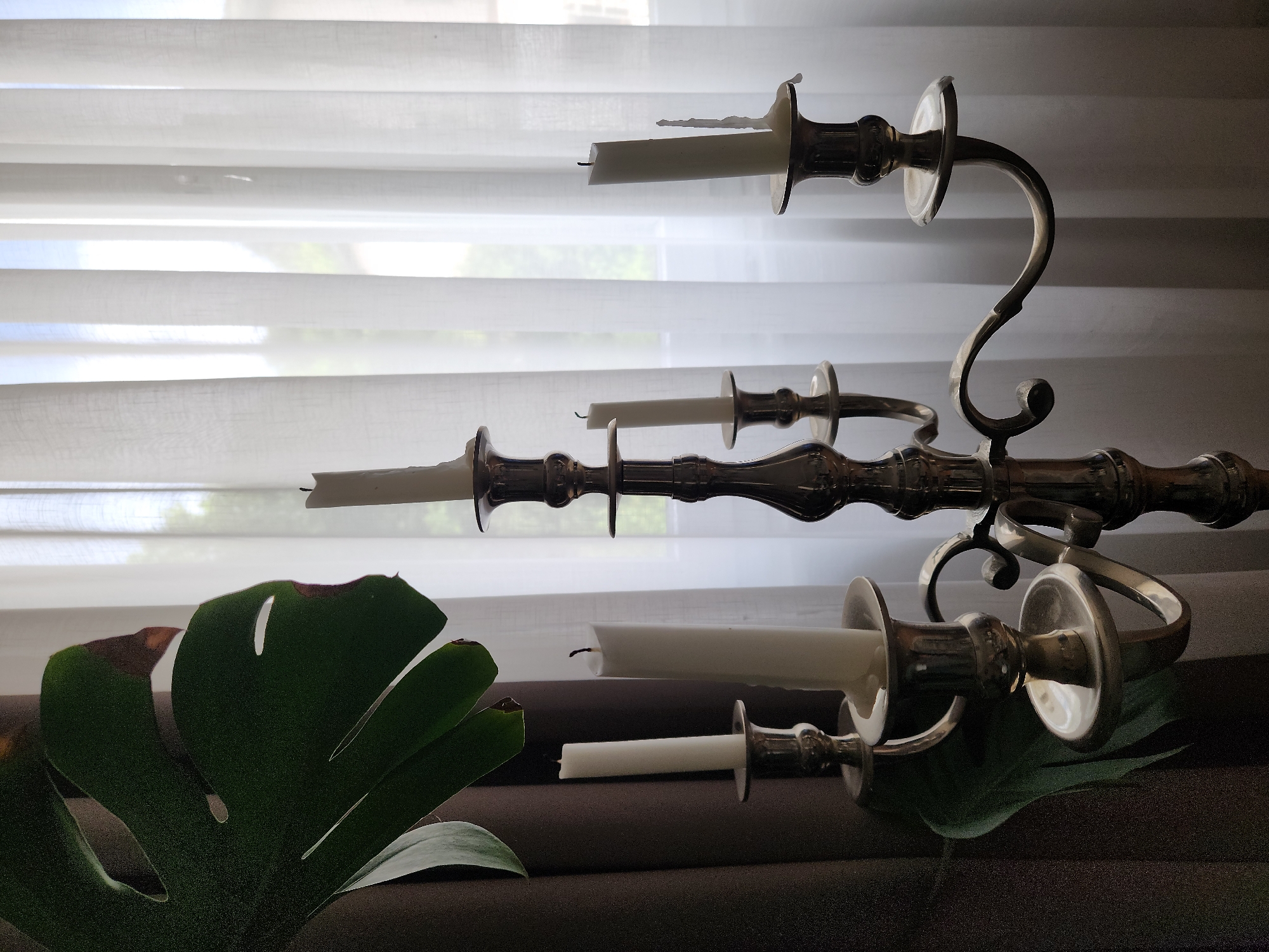 This image depicts an indoor still life, reportedly located in Idar-Oberstein, Germany.
The central subject is a large, ornate metallic candelabra, positioned slightly to the right of the frame's center. It appears to be made of polished brass or silver-plated material, featuring five branches holding white taper candles. All five candles are unlit. The candles exhibit varying degrees of prior burning, with visible wax drips down their sides and blackened wicks. The candle on the far right shows the most significant accumulation of melted wax.
To the left of the candelabra, a large, dark green, fenestrated leaf from a Monstera plant occupies the upper left portion of the image. The leaf displays characteristic splits and some visible browning along its edges. Behind the leaf and on the far left, a dark brown or black curtain is partially visible, creating a contrast with the brighter background.
The background consists of a window covered by translucent white curtains. These curtains are vertically pleated, allowing diffused natural light to enter the room. Faint, indistinct shapes suggestive of outdoor foliage and possibly distant buildings can be seen through the sheer fabric, indicating a daytime setting. The overall lighting is soft, with the foreground elements appearing somewhat in shadow against the brighter backdrop.