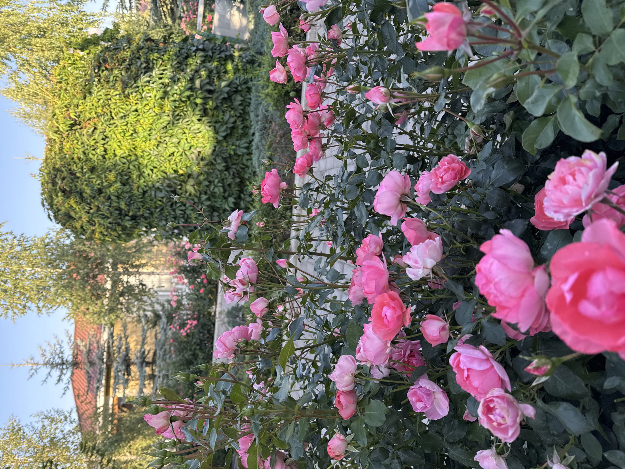 A close-up, eye-level, vertical shot captures a dense bush of pink roses in bloom. The roses are a mix of fully opened flowers and tightly closed buds, with some petals showing lighter pink hues and others a deeper shade. The green leaves of the rose bush are visible behind the flowers. In the background, out of focus, a large, overgrown green bush or wall of ivy stands prominently. Beyond that, a residential building with a red-tiled roof is partially visible, flanked by tall trees. The scene suggests a garden setting, possibly in the city of Sary-Oy, Kyrgyzstan, given the presence of the residential architecture and foliage typical of the region. The sky above is a clear, pale blue, indicating daylight, likely late afternoon or early morning due to the soft lighting on the foliage. There are no people or animals visible in the image.