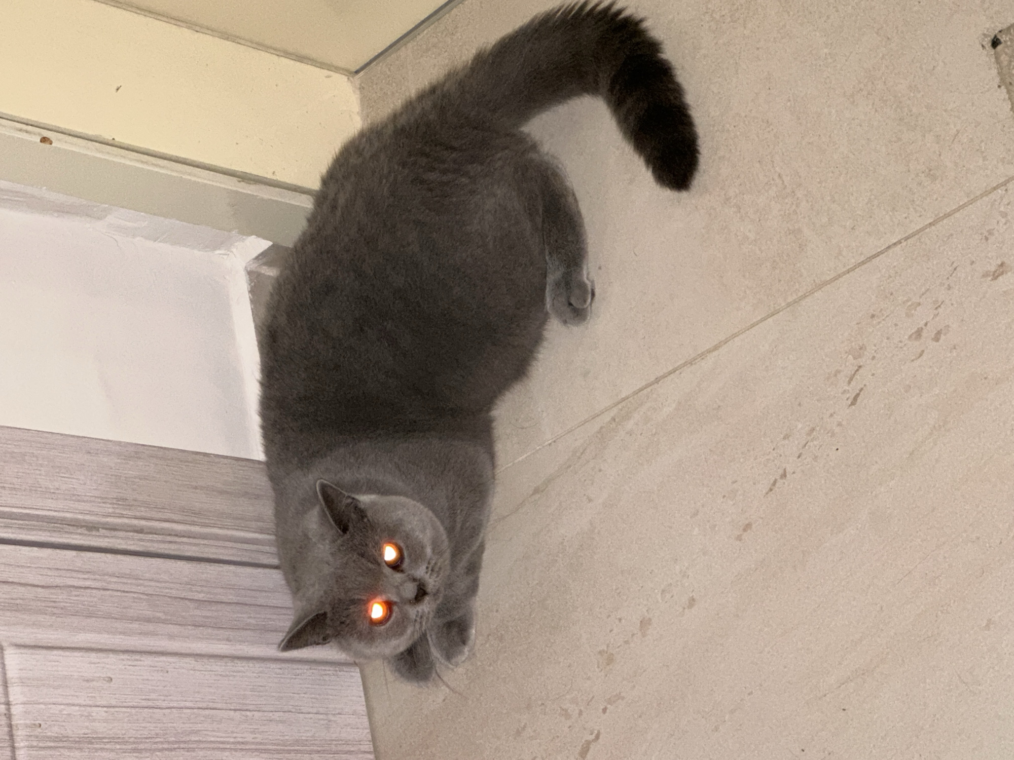 A gray cat with glowing orange eyes is lying on a light-colored tiled floor. The cat is facing forward, with its body curled to the right. Its paws are tucked beneath it, and its tail is extended behind it. The cat is positioned in a corner, with a light-colored wooden door to its left and a white wall to its right. The floor tiles are large and square, with visible grout lines. The lighting is dim, with the exception of the bright glow emanating from the cat's eyes.