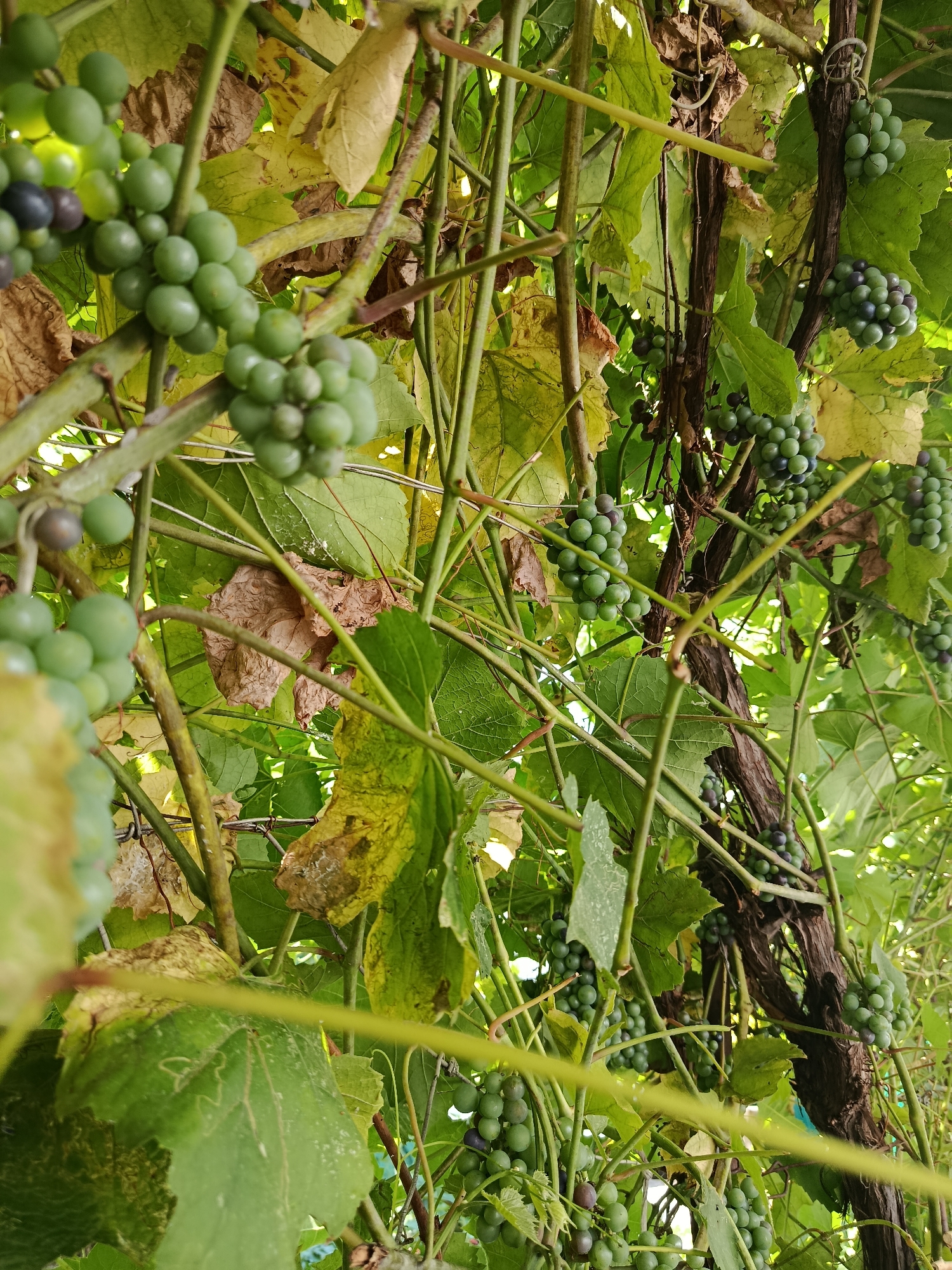 A close-up, low-angle shot captures a cluster of unripe grapes on a vine. The grapes are primarily a light green hue, with some beginning to show hints of purple, indicating they are not yet fully ripe. They are arranged in small, dense bunches. The vine is thick and woody, with several tendrils and branches intertwining. Large, green grape leaves are interspersed throughout the frame, some showing signs of yellowing or browning, suggesting the changing seasons or natural aging of the foliage. The background is a soft blur of green and brown, with dappled sunlight filtering through the leaves, creating a natural, outdoor setting. The image does not contain any people, actions, or interactions.