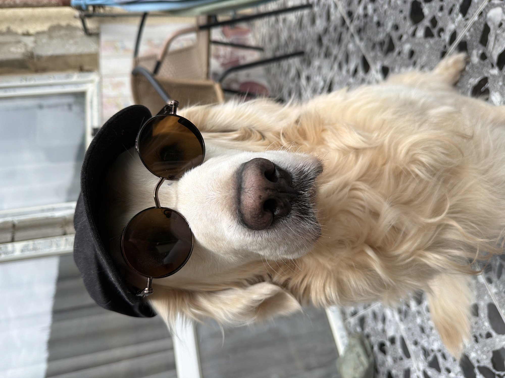 The media file presents a charming, close-up portrait of a cream-colored Golden Retriever dog. The dog is lying down, with its head turned towards the viewer, and is adorned with dark, round-lensed sunglasses and a black, possibly knit or fabric, cap perched on its head. Its black nose, muzzle with white whiskers, and the creamy, wavy fur around its face are clearly visible.
The setting appears to be an outdoor area, likely a patio or balcony in Tbilisi, Georgia. In the background, out of focus, are elements of an outdoor space. To the left, a light-colored wall or building facade with a window is partially visible. Towards the right, some outdoor furniture, including what looks like a light brown wicker chair and metal table legs, can be discerned. The floor beneath the dog is a dark, patterned tile with light grey or white flecks, possibly terrazzo.
The image suggests it is daytime, with ample natural light illuminating the scene. The overall mood is whimsical and endearing, largely due to the dog's humorous accessories. There is no visible text within the image.
