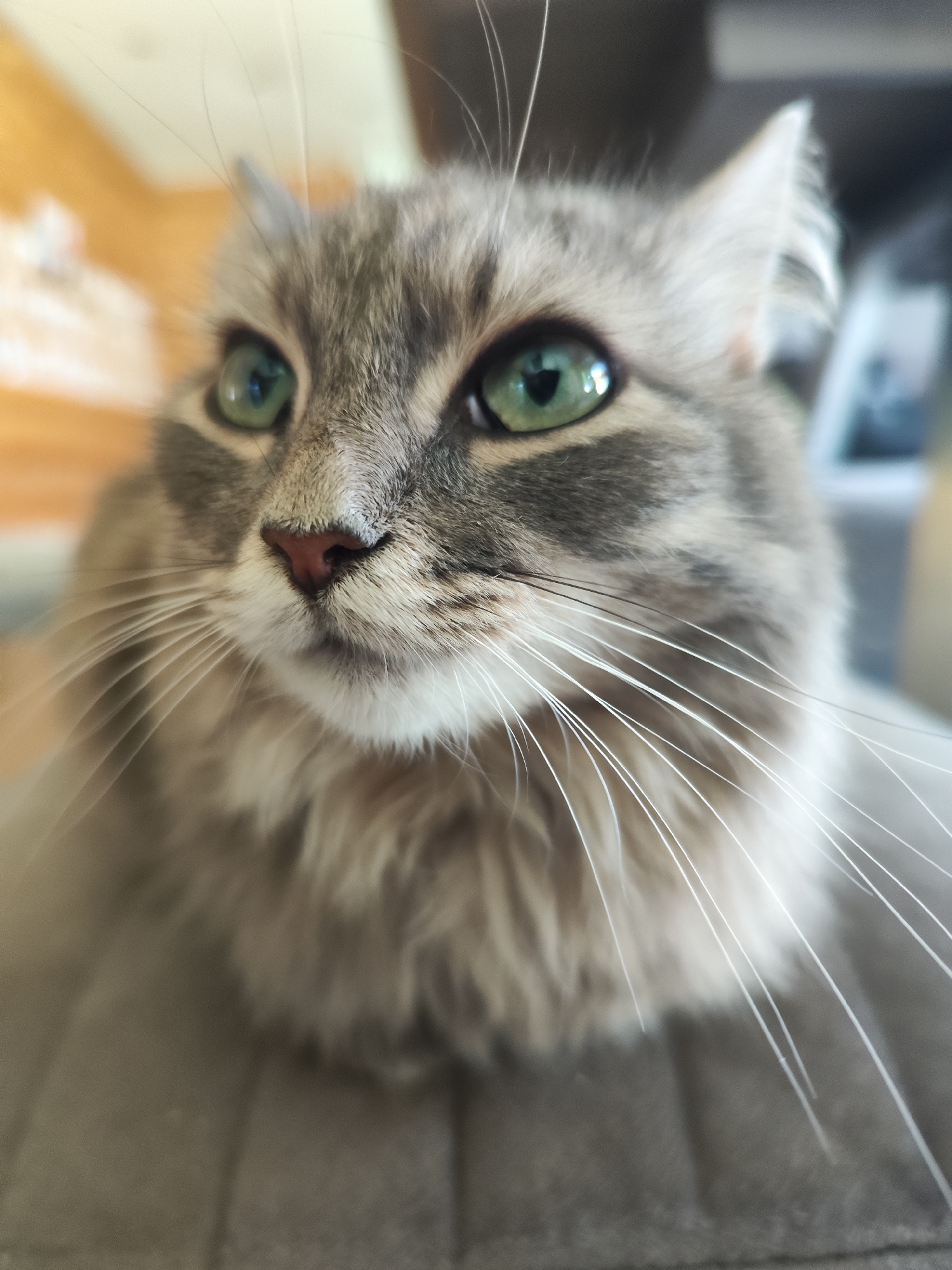 A close-up shot focuses on a medium-haired grey tabby cat with green eyes. The cat's nose is pink and its whiskers are long and white. The background is softly blurred, with hints of an interior space including what appears to be furniture and wall paneling. There is no indication of any location within the city of Chaikovsky, Russia.