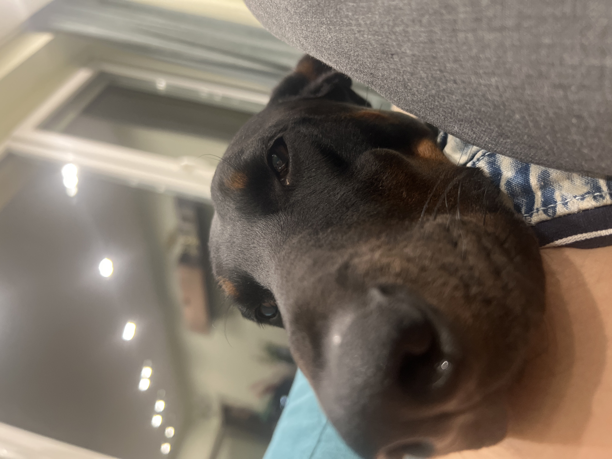 A close-up, slightly angled, indoor shot depicts a black and tan dog lying with its head resting against a person. The dog's nose is prominent in the foreground. To the dog's left are a gray-colored garment and a blue and white striped fabric. In the background to the left, a blurred window with multiple light reflections is visible. There is no specific information indicating that the image was taken in Sofia, Bulgaria.