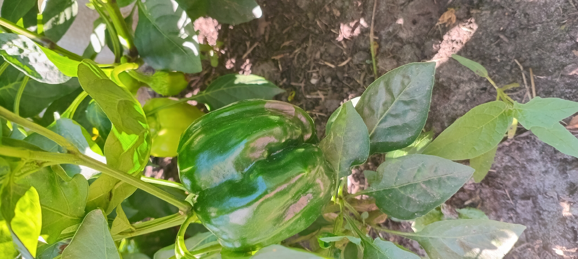 A close-up, eye-level shot captures a large, glossy green bell pepper hanging from a plant. The pepper is the dominant subject, filling much of the frame with its smooth, reflective surface. Surrounding the pepper are lush green leaves of the bell pepper plant, some in sharp focus and others softly blurred in the background. Sunlight glints off the pepper, highlighting its curves and dimples. The ground beneath the plant appears to be dark soil with some dry leaves or straw scattered across it. In the background, other unripe bell peppers and more foliage are visible, slightly out of focus. The overall impression is one of a healthy plant in a garden setting, likely outdoors. The image does not contain any identifiable landmarks or elements that would indicate a specific city or region.
