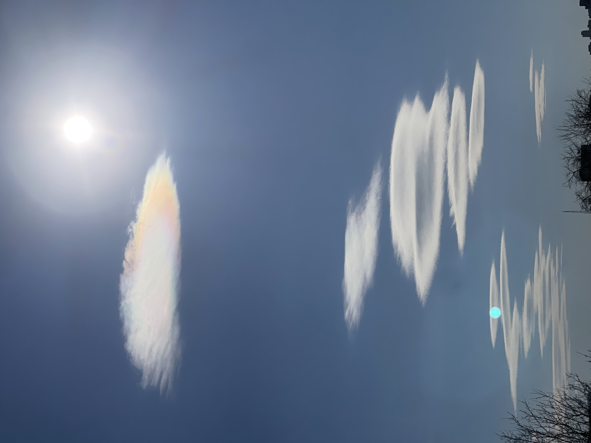 The image depicts a vibrant daytime sky, appearing as if it should be viewed in a landscape orientation (rotated 90 degrees counter-clockwise from its current portrait orientation). In this intended horizontal view, the bright, circular sun is prominent in the upper left, casting a strong glare.
Adjacent to the sun and extending horizontally towards the center is a striking iridescent cloud. This cloud displays distinct rainbow colors, particularly soft yellows, pinks, and blues along its edges, caused by light diffraction. Further to the right, a series of elongated, parallel white clouds stretch across the mid-right portion of the sky. These clouds have a distinct wavy or scalloped pattern, appearing as sharp, defined streaks against the deep blue background.
A circular, light blue lens flare is visible in the lower-middle section of the image, amidst the wavy clouds. In the bottom right corner, the bare branches of deciduous trees are silhouetted against the bright sky, hinting at winter or early spring. Beyond the trees, the faint outlines of distant buildings or a cityscape are discernible along the horizon line. The scene depicts a clear day with unique atmospheric optics over an urban or suburban setting, possibly Krasnoyarsk, Russia. There is no visible text.