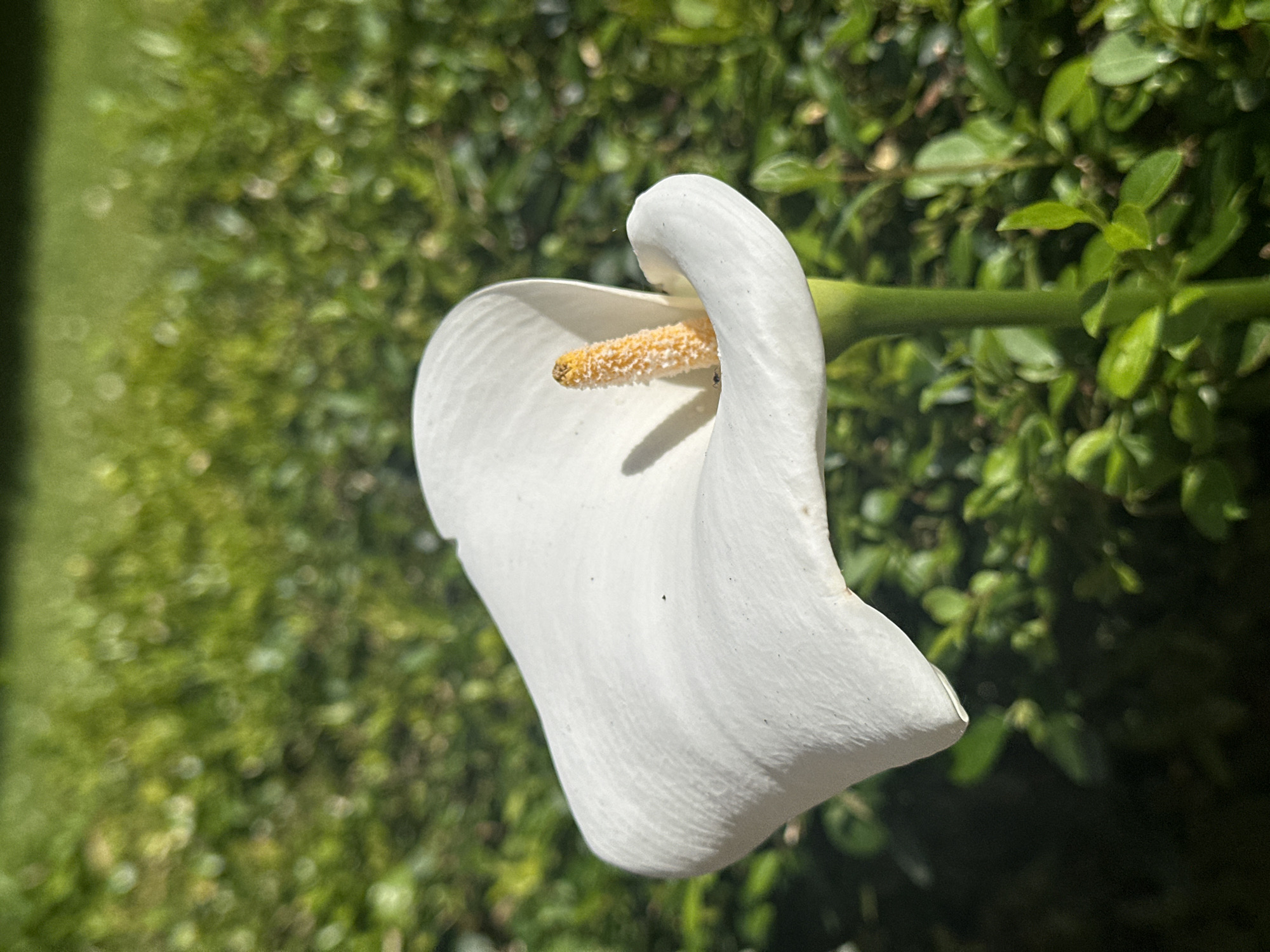A close-up photograph shows a single, white calla lily with a yellow spadix, its stem extending toward the upper right. The lily is set against a background of green foliage and a blurred patch of grass, suggesting an outdoor location. Based on the prompt's location, it is likely the photograph was taken in Gijón/Xixón, Spain. No people are visible.