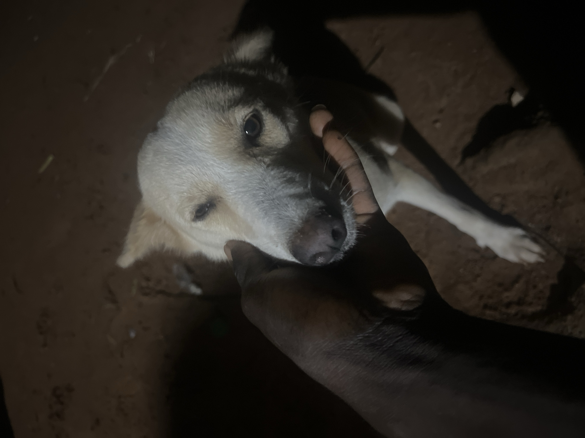 A dark-skinned hand is gently stroking the muzzle of a light-colored dog. The dog's head is tilted slightly, and one eye is partially closed. The background appears to be a dirt or sandy ground, illuminated by a dim, artificial light source, creating stark shadows. The scene suggests a moment of affection and connection between a human and an animal, possibly in an outdoor setting at night. The location is stated to be Nkpor, Nigeria.