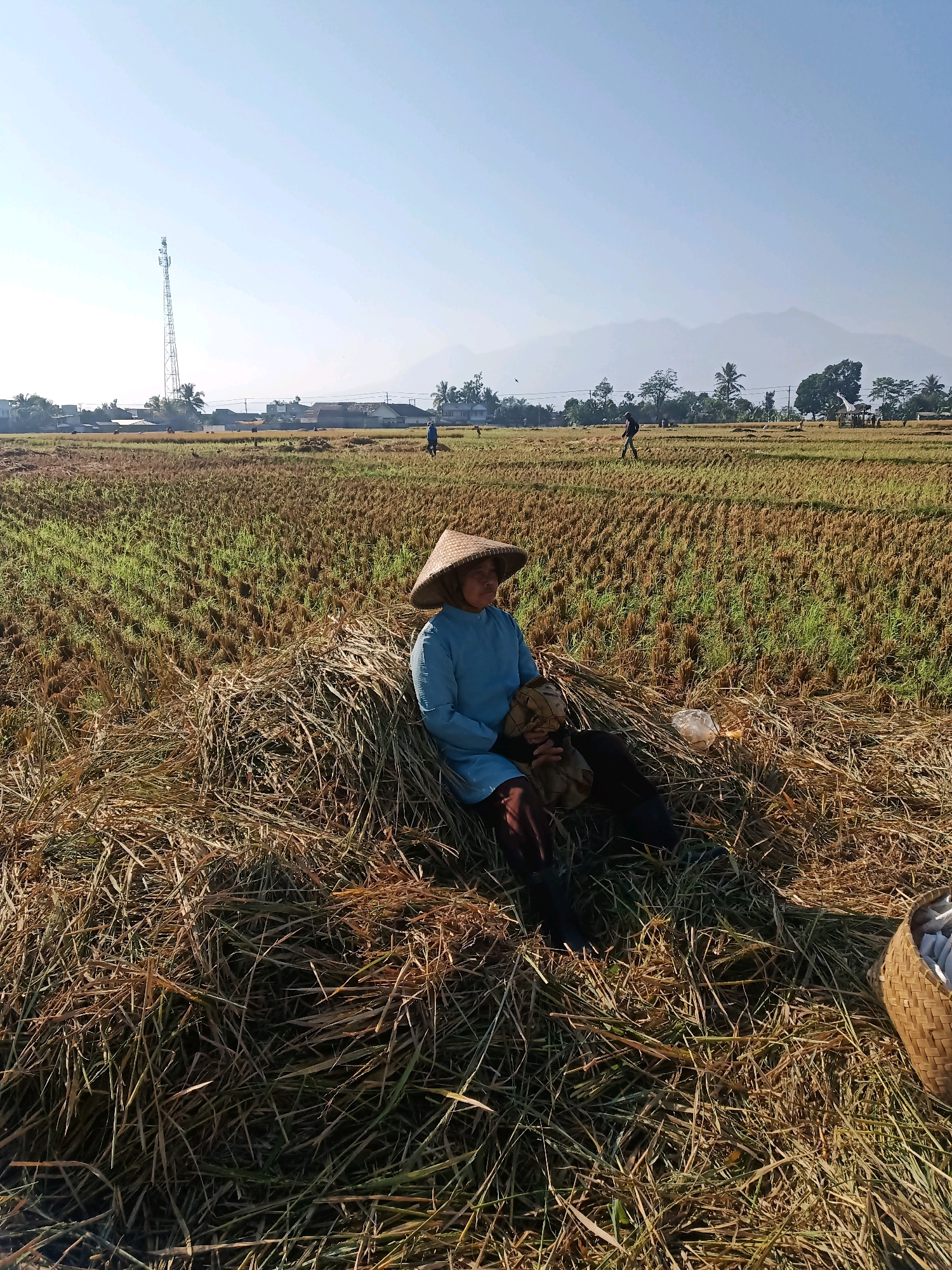 In a harvested rice field bathed in bright sunlight, a person wearing a conical straw hat and a blue shirt sits on a pile of dried rice stalks. The person holds a bundle of what appears to be dried grass or straw. Nearby, a plastic bag lies on the ground, and to the right, a woven basket partially filled with white objects is visible. The field stretches into the distance, showing rows of stubble and more piles of dried stalks. In the background, a communication tower stands tall against a clear blue sky. Several other figures can be seen working in the field further away. The landscape is framed by a line of trees and houses, with distant mountains faintly visible on the horizon, suggesting a rural setting in the Garut region of Indonesia.