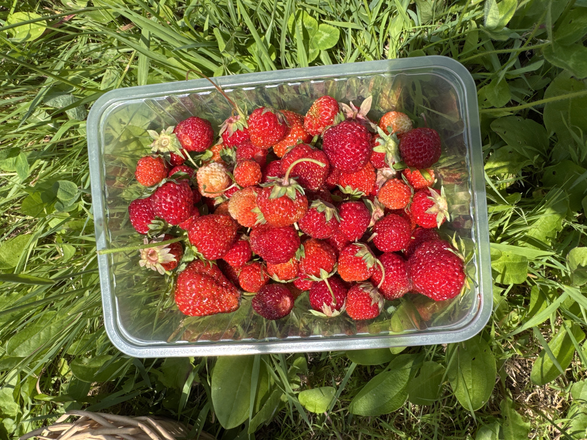 A plastic container filled with ripe strawberries is placed on a patch of green grass. The container is rectangular with clear plastic sides. The strawberries are various shades of red and some are a lighter orange-red. Some of the strawberries have their green stems and leaves still attached. The grass is lush and green, with some areas of sunlight and shadow. In the upper left corner, a portion of a woven basket is visible. The overall scene suggests an outdoor setting, possibly a garden or park. There are no people or animals present in the image. The image is a top-down view of the strawberries and grass. The location in the city of Мичуринское, Russia is not discernible from the image.