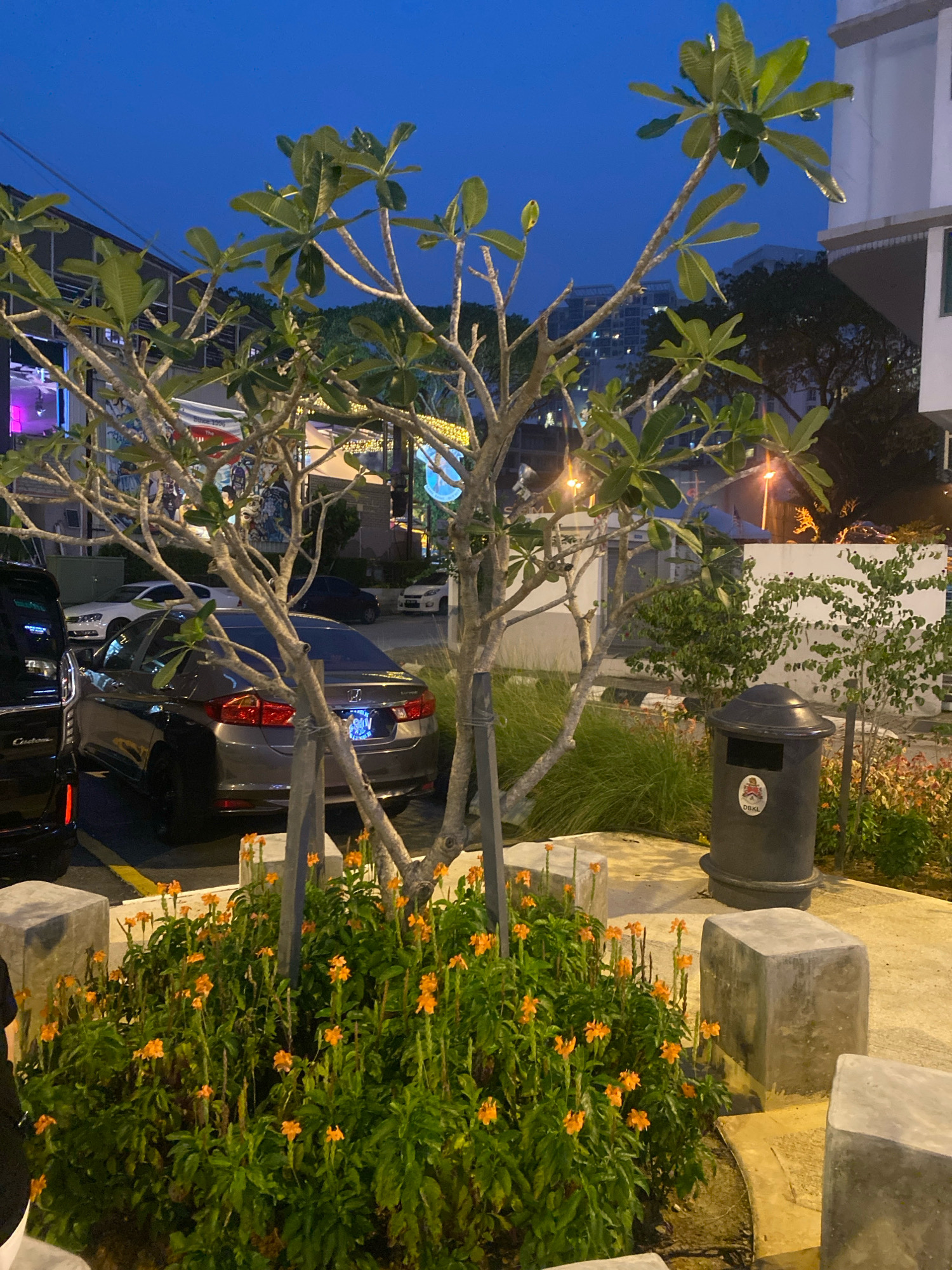 The image depicts an outdoor scene at dusk, likely in Kuala Lumpur, Malaysia, given the presence of a "DBKL" emblem on the trash bin, which stands for Dewan Bandaraya Kuala Lumpur (Kuala Lumpur City Hall). In the foreground, a cluster of vibrant orange flowers with green foliage is densely planted. Behind the flowers, a gray sedan is parked. To the left, the rear of a black vehicle is visible. A tree with sparse leaves and visible branches extends upwards, dominating the mid-ground. Beyond the tree, other vehicles, buildings, and streetlights are discernible, indicating an urban environment. A dark gray cylindrical trash bin with a lid is positioned to the right of the tree. Several concrete block-like structures are scattered throughout the scene, appearing to be seating or decorative elements. The sky is a deep blue, characteristic of twilight. No individuals are prominently featured or engaged in any specific actions.