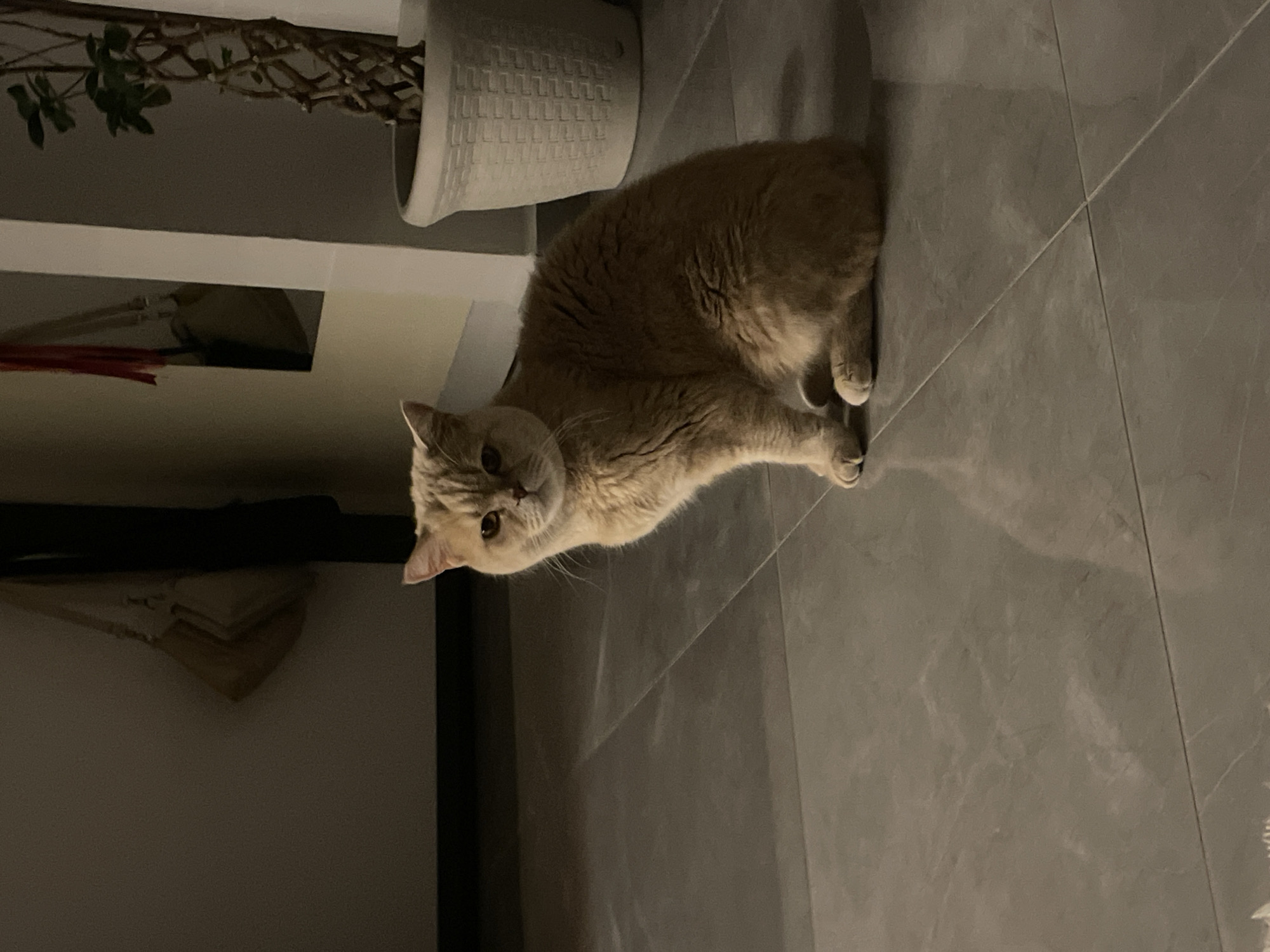 A tan cat lies on a gray tiled floor, gazing towards the viewer. Beside the cat is a potted plant on a shelf. The room is dimly lit.
