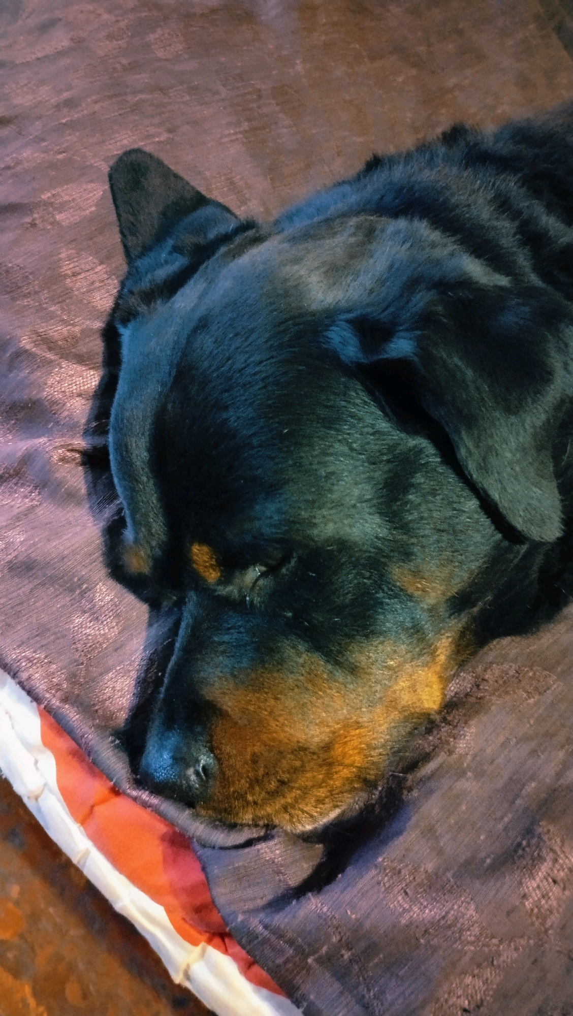 This is a close-up, high-angle, vertical shot of a Rottweiler dog sleeping. The dog is mostly black with tan markings on its muzzle and eyebrows. It is lying on a textured, dark purple blanket or fabric. A portion of a red and white striped object, possibly a cushion or another blanket, is visible in the lower left corner. The dog's eyes are closed, and its head is resting comfortably. The lighting is dim, casting some shadows and highlighting the sheen on the dog's fur and the fabric. The setting appears to be indoors, on a soft surface, suggesting a comfortable resting place. There is no visible indication of the city of Horishni Plavni, Ukraine in the image.