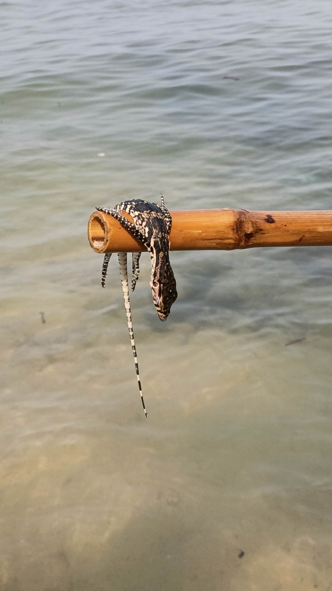A young monitor lizard with black and white markings dangles from a bamboo pole suspended over murky water. The lizard's head is down, and its long, striped tail hangs limply. The bamboo pole is horizontal, and the water appears shallow, with the sandy bottom visible in places. The scene takes place outdoors, likely in a tropical or subtropical environment, given the presence of the lizard and the type of vegetation implied by the bamboo. The specific location of Cikal, Indonesia, suggests a coastal or riverine setting.