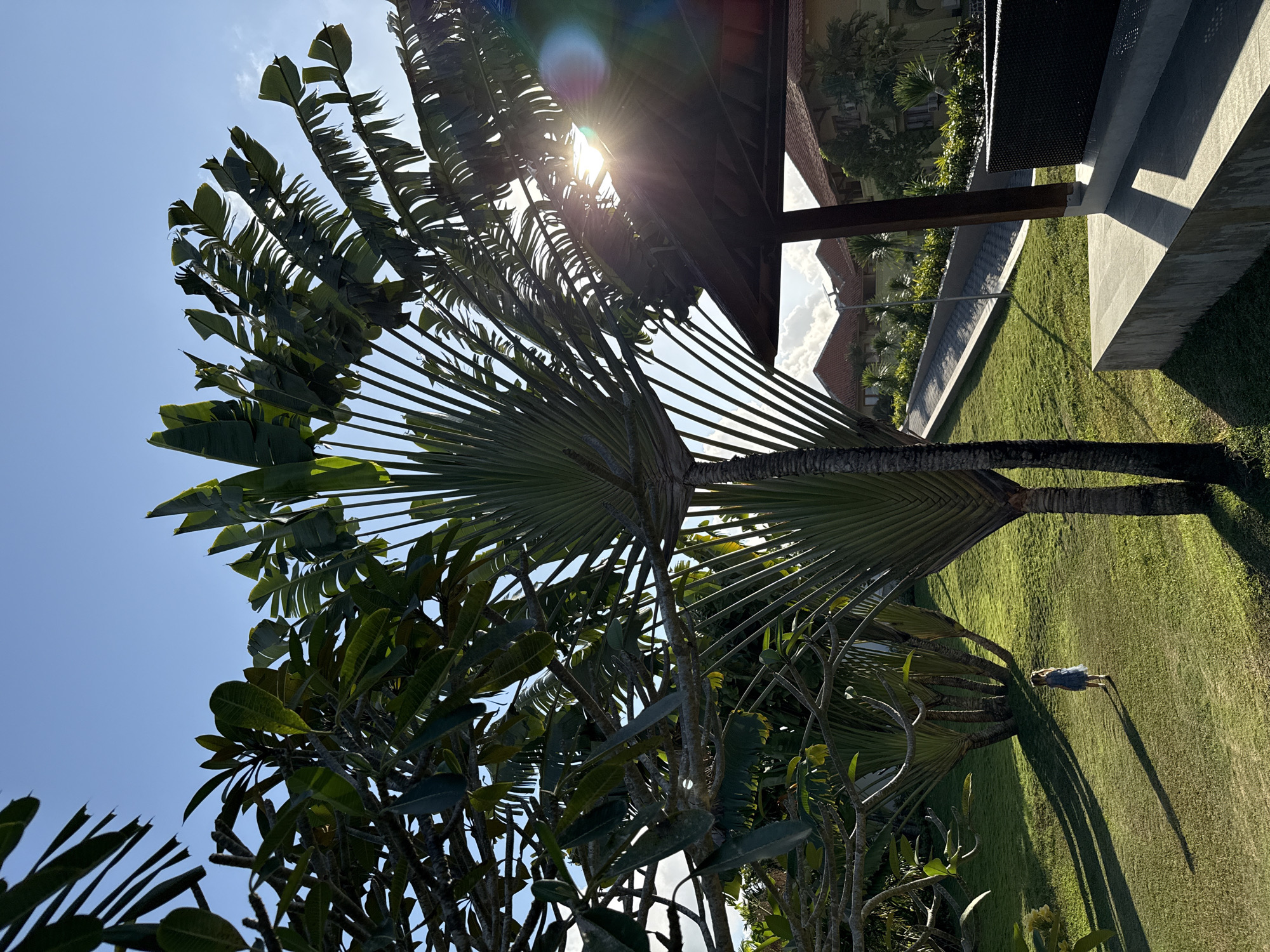 The image captures a vibrant outdoor scene in Kuta Selatan, Indonesia, characterized by tropical greenery and architectural elements under bright sunlight. A prominent Traveler's Palm (Ravenala madagascariensis) with its distinctive, large fan-shaped leaves occupies the left and central portion of the frame. Through and above its foliage, a clear blue sky is visible, with the sun creating a strong lens flare in the upper right quadrant.
To the right, parts of a building or resort structure are visible, featuring a dark wooden overhang and supporting beam, alongside modern concrete structures. In the background, terracotta-tiled rooftops of other buildings can be discerned amidst lush trees and shrubs. The ground is covered by a well-maintained, bright green lawn that stretches towards the background.
A single person, appearing to be a woman in a blue dress, is standing or walking leisurely on the grassy area in the mid-ground. Her figure, along with the trees and architectural features, casts long, distinct shadows across the lawn, indicating that the photograph was taken during either the early morning or late afternoon.
The overall atmosphere is tranquil and relaxed, suggestive of a resort or a private garden in a tropical setting. The weather is clear and sunny. There is no visible text within the image.