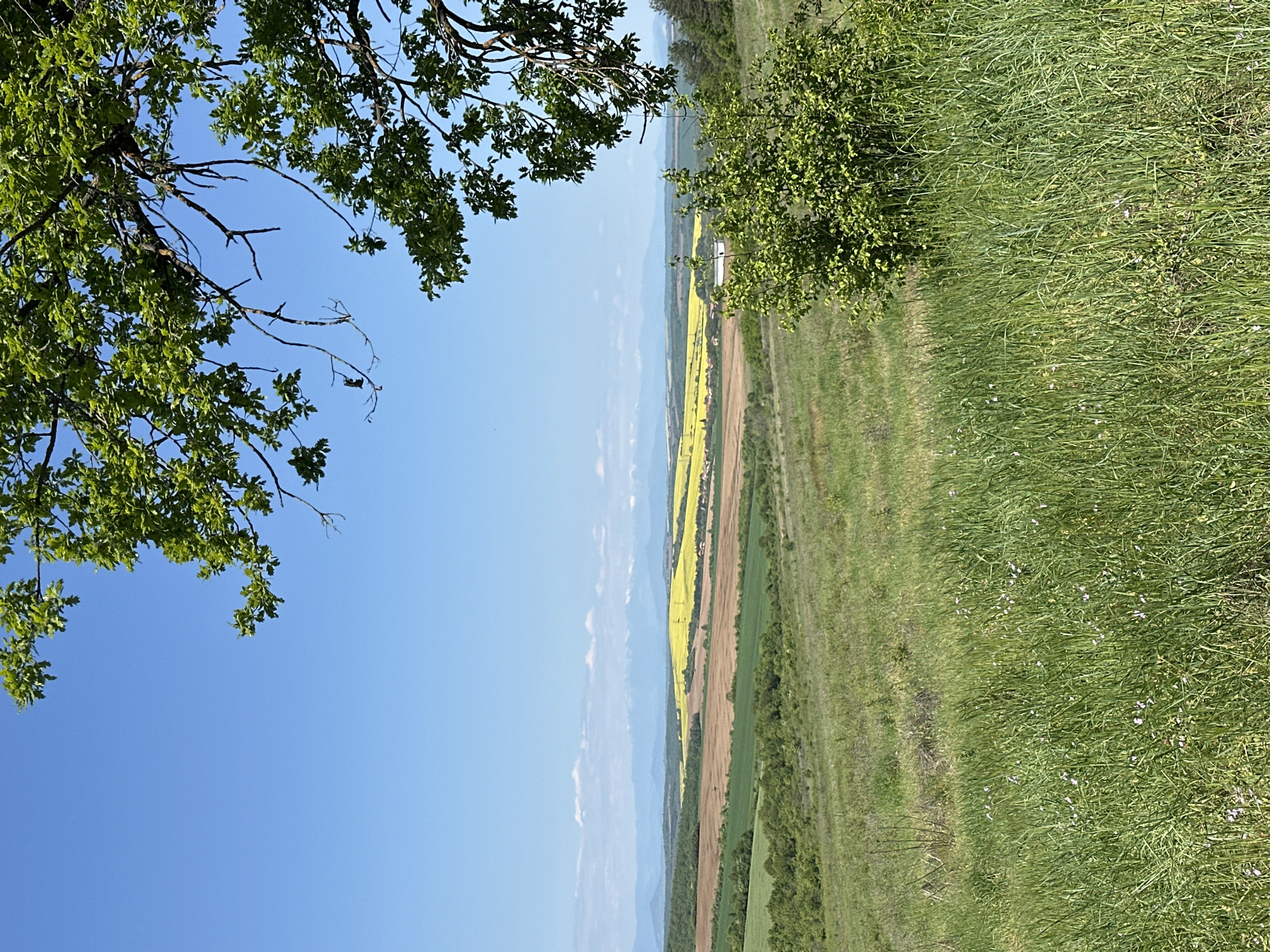 The image presents a landscape in what appears to be a rural area, possibly near Lilyache, Bulgaria. The perspective is from an elevated position, looking across a varied terrain of cultivated fields and natural grassland. Fields with alternating yellow and brown hues suggest different crops or stages of growth. Some sections of the land are covered with green grass, while others show ploughed earth. The sky is clear and blue. In the foreground, a tree with green leaves frames the left side of the view, while another patch of greenery appears on the right. There are no people visible. The scene depicts a peaceful, agricultural setting under a sunny sky.