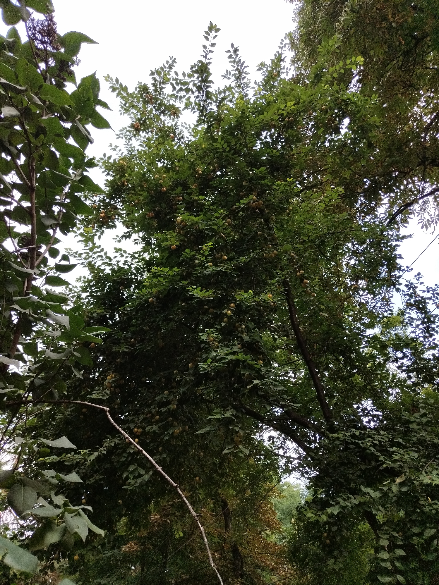 A medium shot captures an upward angle of a dense canopy of trees, heavily laden with small, round, yellowish-green fruits. The foliage is a vibrant green, with some leaves showing signs of autumnal yellowing. The fruits, appearing ripe, are scattered throughout the branches, suggesting an orchard or a tree bearing edible produce. The sky is overcast, providing a diffused light that illuminates the scene from above. The image does not depict any people or specific structures. The setting appears to be a natural or cultivated outdoor environment.