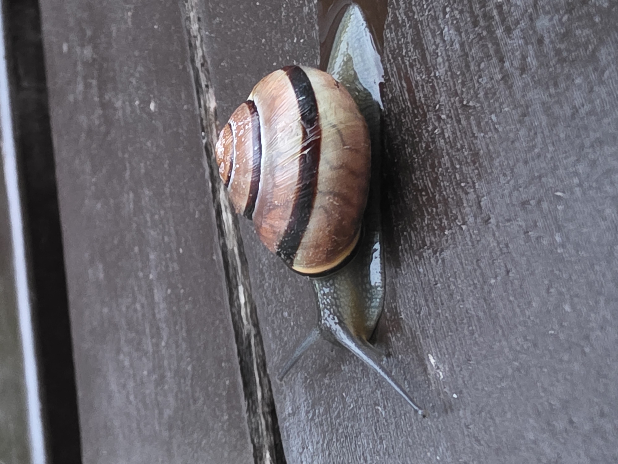 A snail is crawling on a dark brown surface, possibly a wooden door or wall. The snail's shell is rounded and predominantly brown with several dark brown stripes encircling it. The snail's body is a translucent gray, and its two antennae are visible extending forward. The surface has a slightly rough, weathered texture. The location, Chaikovsky, Russia, cannot be determined from the visual data.