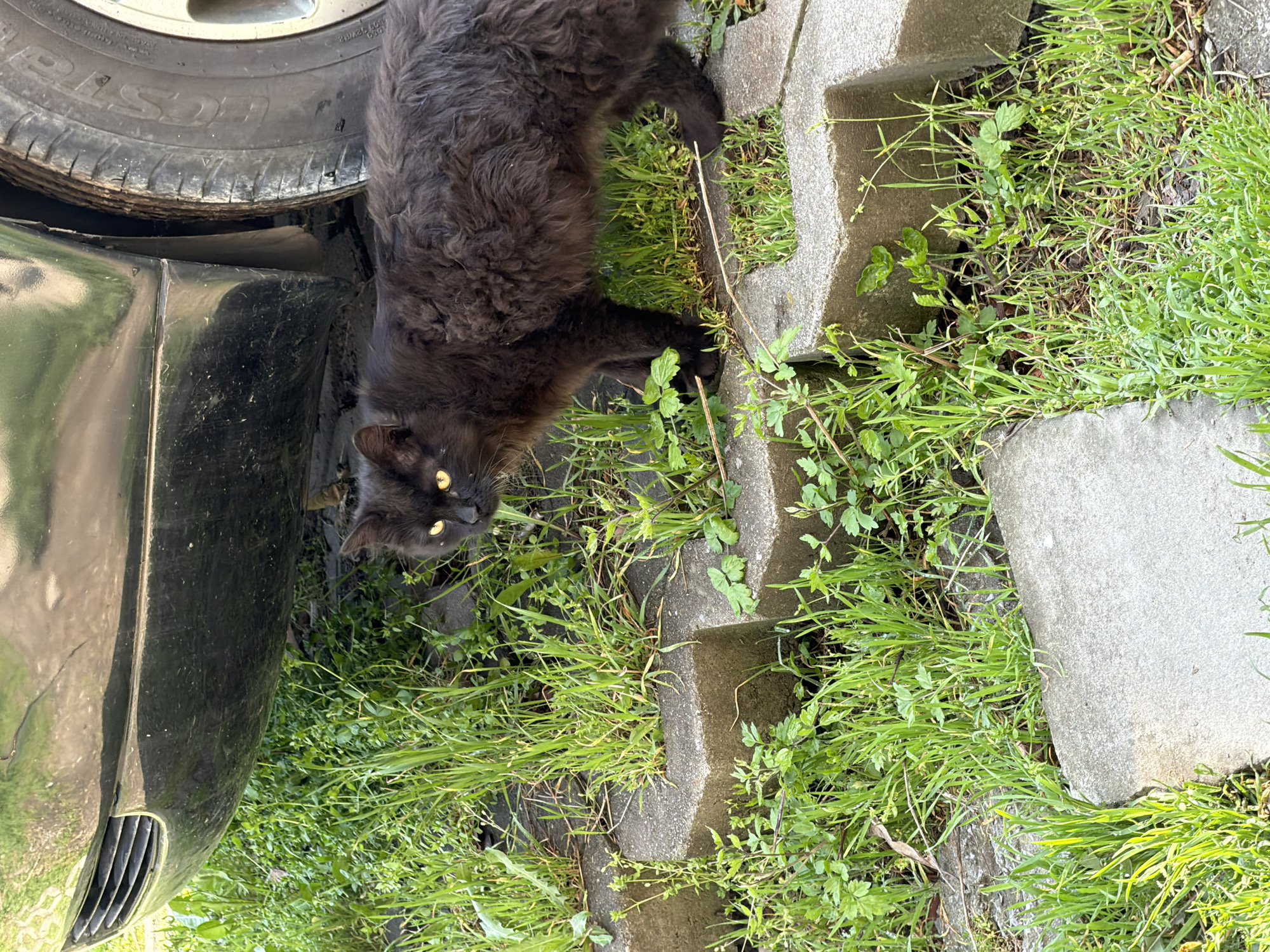 A black, long-haired cat with yellow eyes is lying on a grassy, concrete surface next to a black car. The car's tire is visible. The location is likely a residential area in Sofia, Bulgaria, given the type of vegetation and building materials.