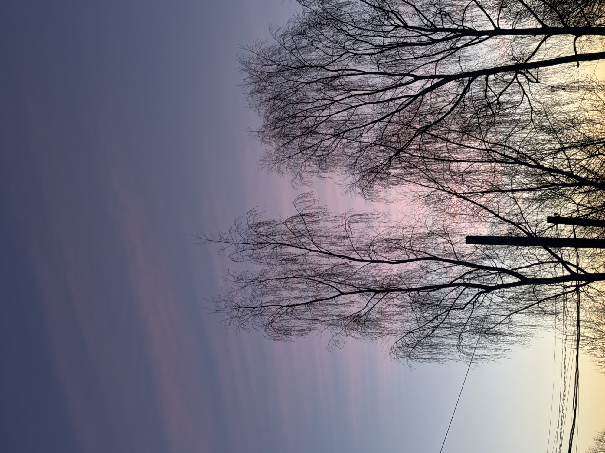 The image shows a twilight sky in Фоки, Russia, with bare tree branches silhouetted against a gradient of pink, purple, and blue. Two primary trees are visible, one with drooping branches and the other with a denser branch pattern. A power pole and electrical wires are visible on the right side of the frame.