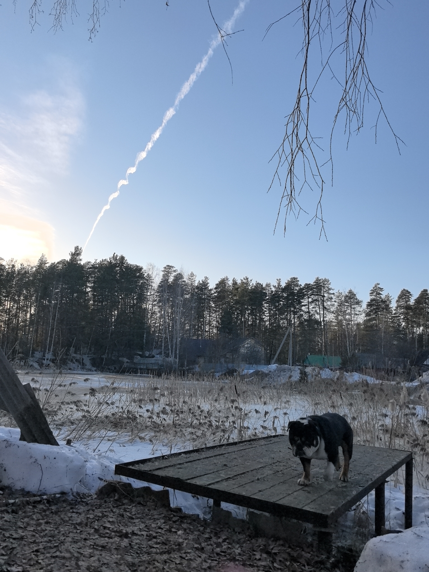 The image shows an outdoor scene in the city of Noviy, Russia, likely during winter. A black and white bulldog stands on a small, square, wooden platform. The platform is partially covered in frost or ice. The background includes a snow-covered landscape with frozen vegetation, possibly a body of water covered in ice. Further back, a line of bare trees borders the horizon under a light blue sky with contrails. There is a small village visible. The sun is obscured by a bright cloud. A few bare tree branches hang in the upper right corner of the frame.