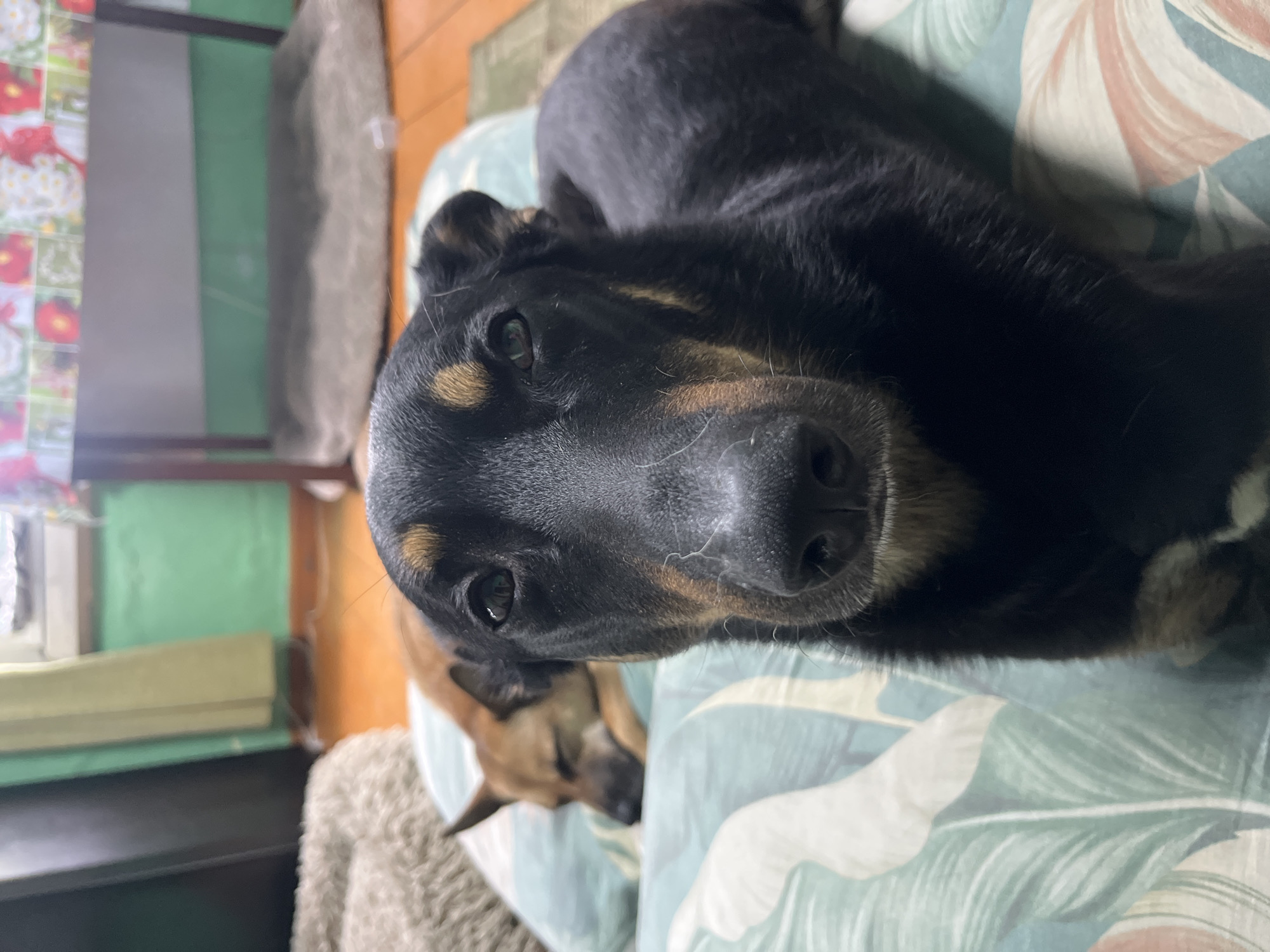 The image is a close-up, eye-level shot of two dogs, with the primary subject being a black and tan dog in the foreground. This dog is looking directly at the camera with a neutral expression. Its fur is short and appears somewhat coarse. The background features a second dog, a lighter brown color, lying down and appearing to sleep. This dog is positioned further back and is mostly out of focus. Both dogs are lying on a surface covered with a light blue and green patterned fabric, possibly a pillow or blanket, with a tropical leaf motif. The environment appears to be indoors, with hints of furniture and walls in the background, suggesting a domestic setting. There is no indication of the specific location being Nizhny Tagil, Russia. The lighting is moderate, and the focus is sharpest on the face of the foreground dog.