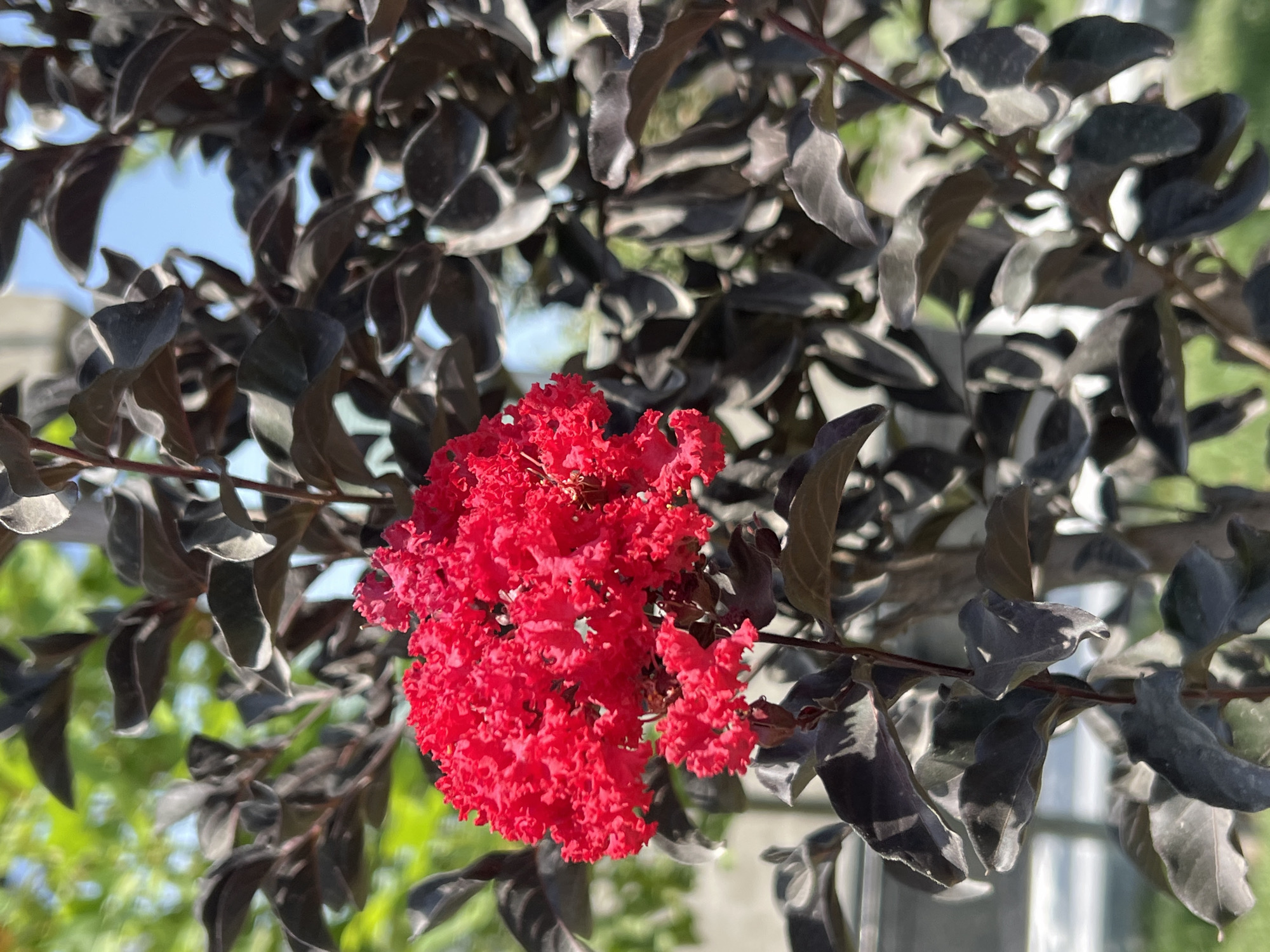 A close-up, low-angle, outdoor shot captures a vibrant red crepe myrtle flower cluster against a backdrop of dark leaves and a blurred green and blue background. The flower is in sharp focus, showcasing its intricate ruffled petals. The dark leaves of the plant are in soft focus, creating a contrast with the bright red bloom. In the background, the out-of-focus elements suggest a bright, sunny day with green foliage and a clear blue sky. The image is positioned in the city of Unknown, Unknown.