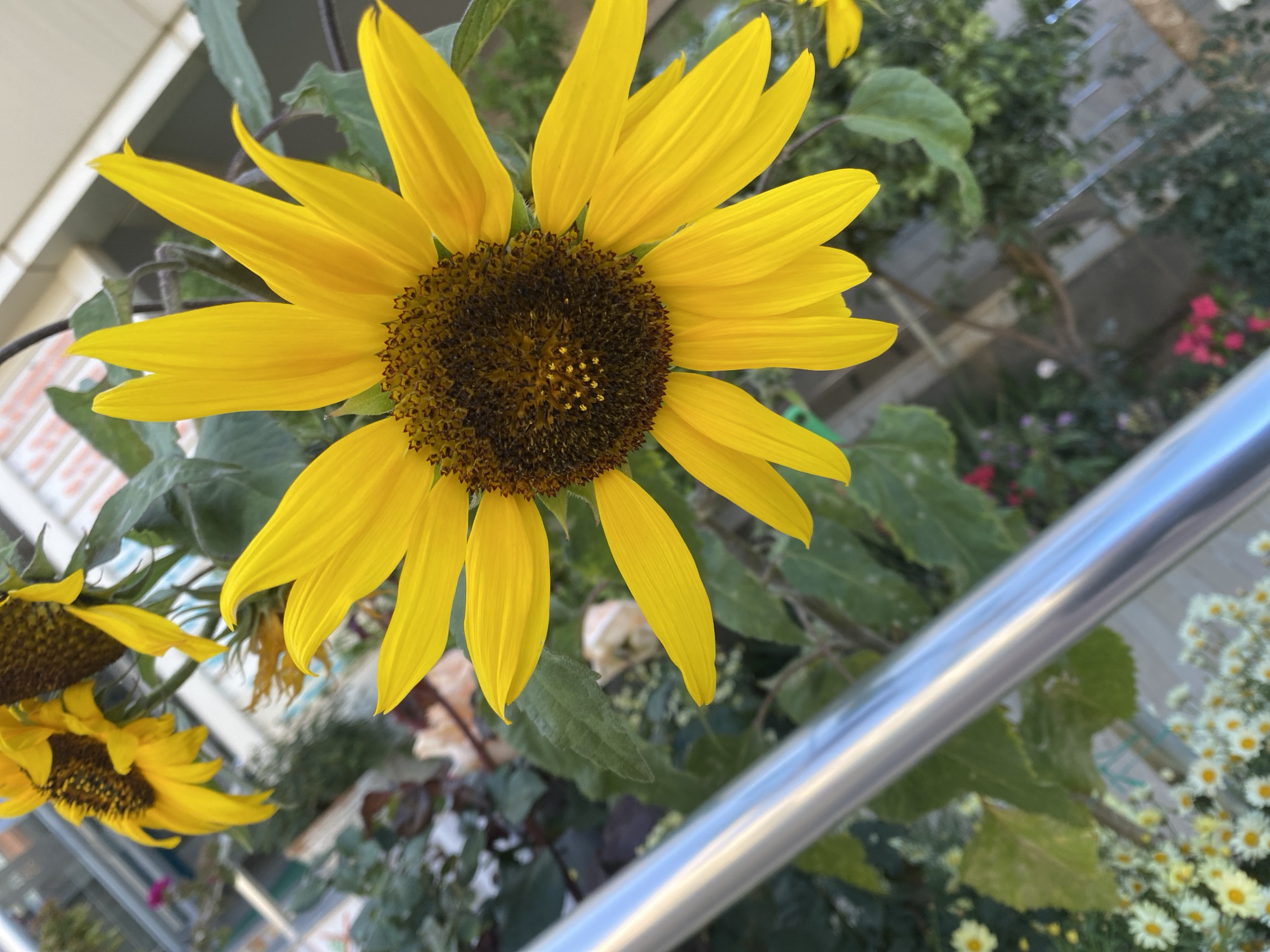 A vibrant yellow sunflower with a dark brown center dominates the foreground, angled slightly upwards and towards the right. Its petals are a rich, bright yellow, fanning out around the dark, textured disc florets. To the lower left, several other sunflowers are partially visible, showing their yellow petals and dark centers.
The background features a lush array of green foliage and various smaller flowers. Red blossoms are discernable among the greenery, along with clusters of small white and yellow daisy-like flowers in the lower right. A shiny, silver-colored metal railing extends diagonally from the mid-right edge towards the bottom right corner of the image, reflecting the daylight. In the upper left background, part of a building structure, possibly a balcony or house, is visible with light-colored walls and dark window frames.
The scene appears to be set during daytime under clear weather, indicated by the natural and bright illumination. The combination of sunflowers and other flowering plants suggests a garden or a well-maintained outdoor space, possibly a balcony or terrace, consistent with the location context of Alanya, Turkey. There is no specific activity taking place, and no visible text is present in the image.