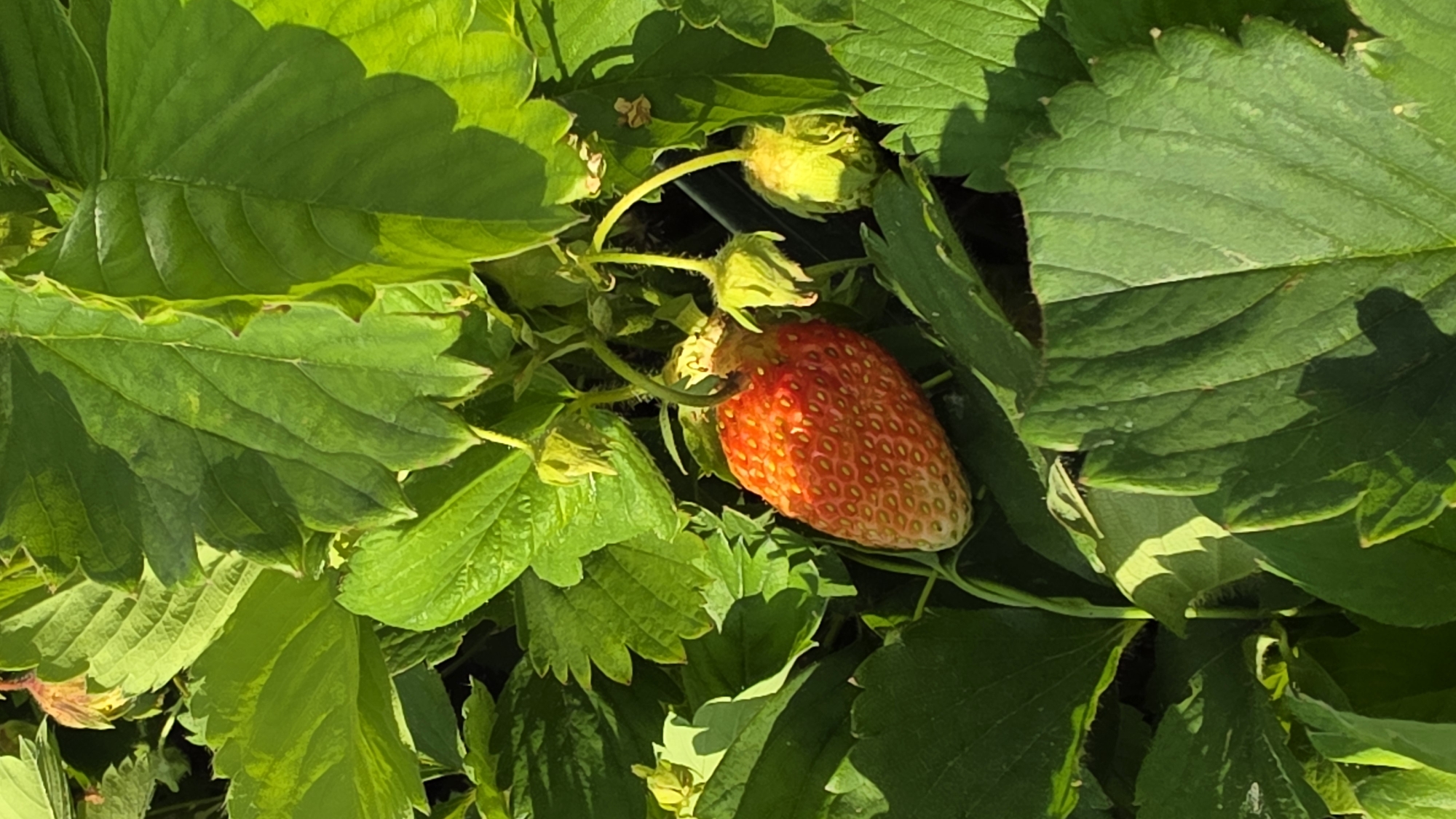A single, ripe strawberry is centrally located on a strawberry plant. The strawberry is red with visible seeds and is partially obscured by lush green leaves. To the right of the strawberry, two immature, green strawberries are visible, along with several unopened green buds. The surrounding foliage is a vibrant green, with some leaves casting shadows. The image is a close-up shot, suggesting it was taken outdoors. The setting is not specified but appears to be a garden or farm.
