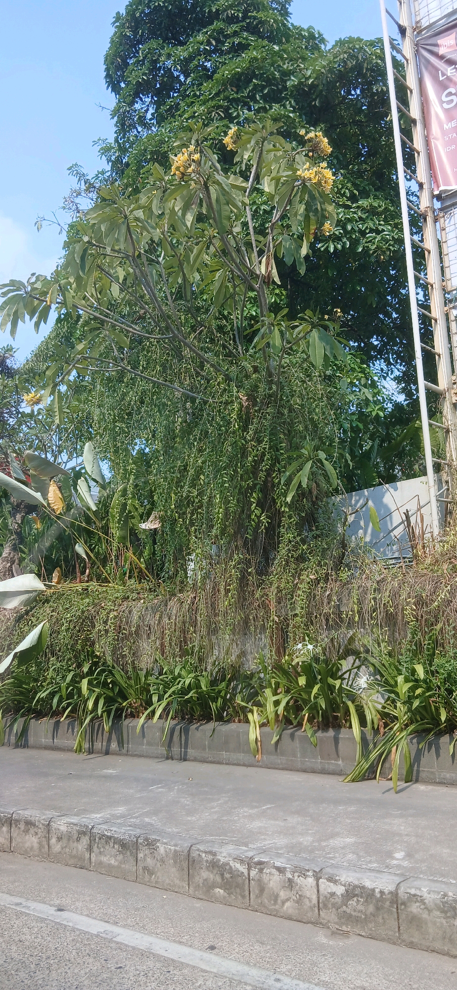 The image depicts a lush green garden with a variety of plants, including large trees and hanging vines. In the foreground, there is a concrete sidewalk and a road. A sign is visible in the upper right corner, which appears to be a billboard with text that is partially obscured. The sky is clear and blue. The scene appears to be a street in Samarinda, Indonesia, given the context of the provided location. There are no people or animals visible in the image, and no specific actions are being taken. The focus is on the natural elements of the garden and the urban infrastructure.