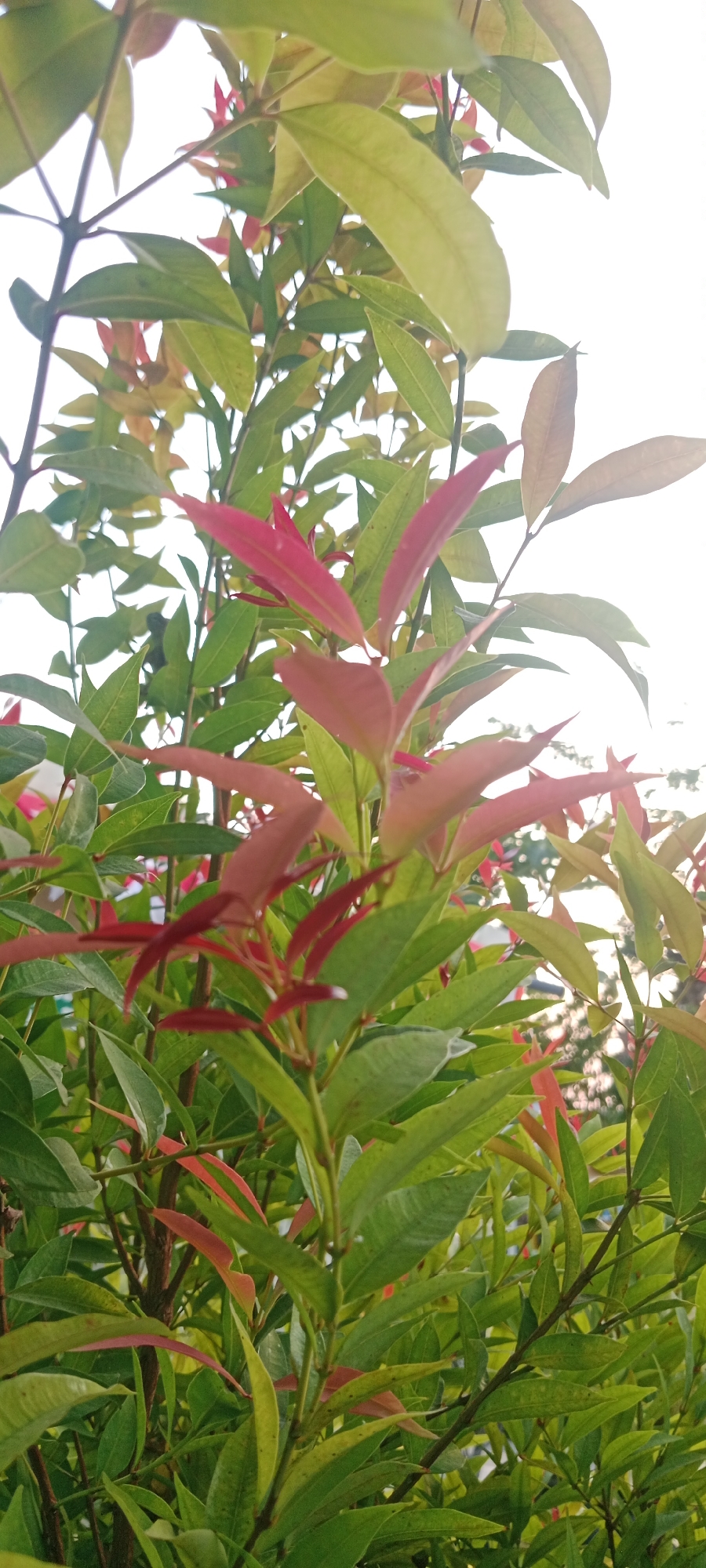 A close-up, vertical shot showcases the vibrant foliage of a plant, likely a Syzygium oleana, commonly known as Australian Rose Apple or Creek Water Gum, with its characteristic reddish-pink new growth contrasting with mature green leaves. The plants are dense, with numerous stems and leaves filling the frame. The background is a bright, overcast sky, suggesting an outdoor setting in Tuban, Indonesia. There are no people or identifiable objects other than the vegetation. The lighting is diffused, casting soft shadows and highlighting the subtle color variations in the leaves.