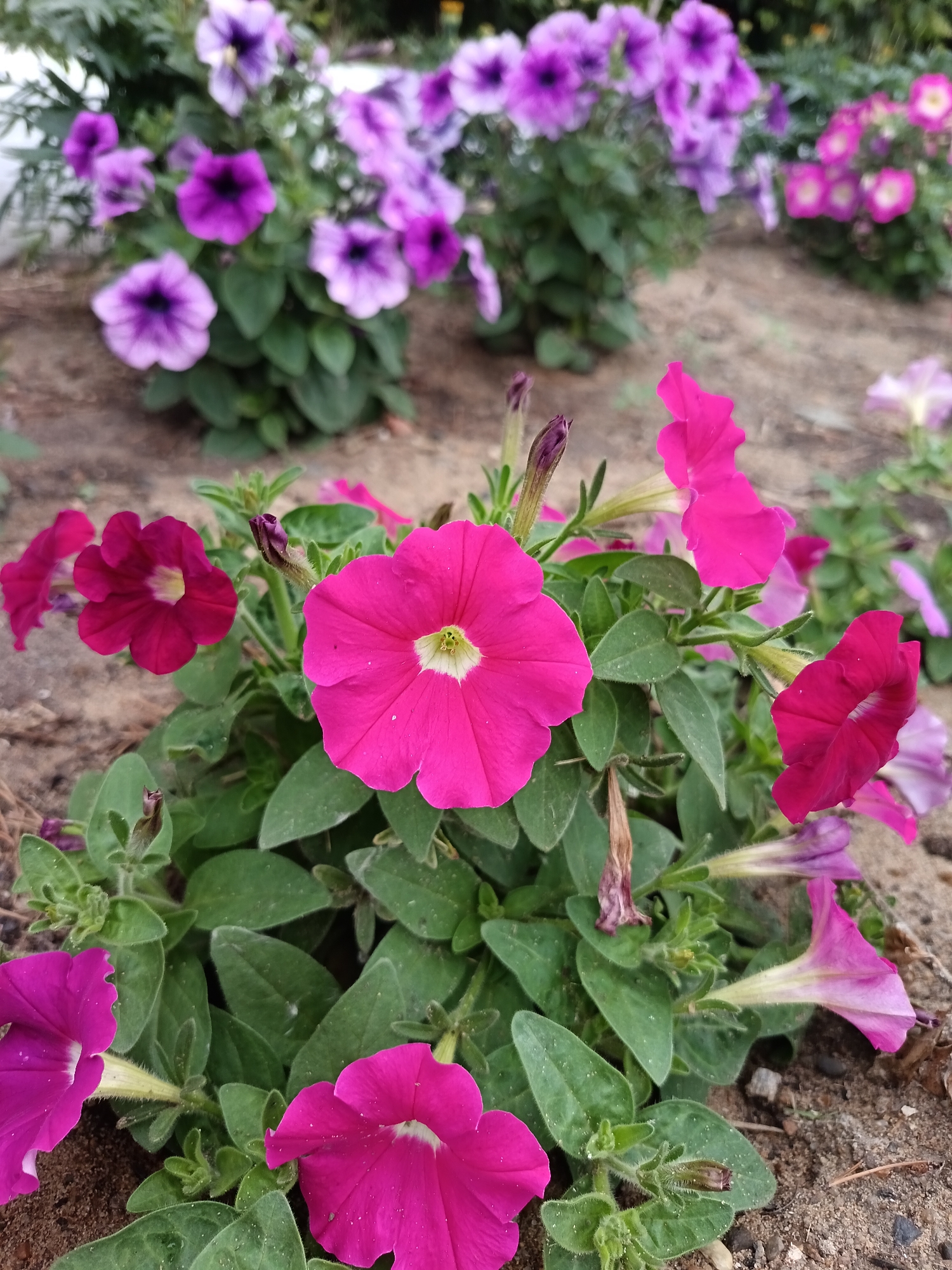 This is a close-up, eye-level, medium shot photograph of a cluster of vibrant pink petunias in full bloom, with a backdrop of blurred purple petunias and green foliage. The foreground is dominated by the detailed texture of the pink petals, some of which have a slightly ruffled edge, and the velvety texture of the green leaves. The petunias are planted in what appears to be sandy soil, with small pebbles and dried plant matter visible. The lighting is bright, suggesting an outdoor setting, likely a garden or park. The image has a shallow depth of field, creating a soft, bokeh effect in the background. No people are present in the image. This scene could be found in a public garden in Komsomolsk-on-Amur, Russia, during the summer blooming season.