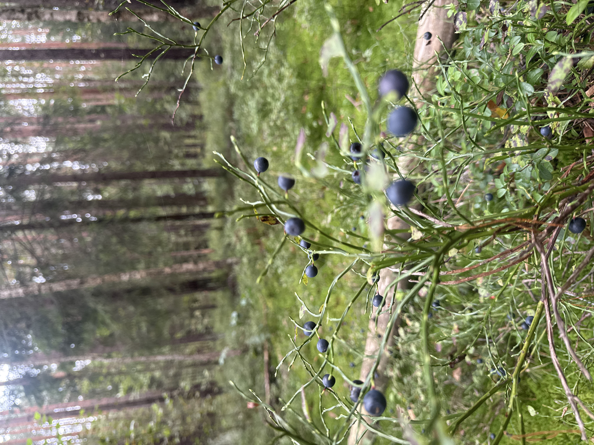 The image depicts a close-up view of several blueberry bushes laden with ripe, dark blue berries. The bushes are growing amidst lush green vegetation and moss in a forest setting. In the background, tall, slender pine trees are visible, their trunks creating a vertical pattern. The lighting suggests an overcast day, with diffused sunlight filtering through the tree canopy, creating a soft, slightly blurred effect in the background. There are no people or animals present in the image. The scene appears to be a natural forest environment, possibly within the vicinity of Vsevolozhsk, Russia, known for its pine forests and berry-picking opportunities. The focus is on the texture and detail of the blueberry plants and their fruit, highlighting the natural beauty of the forest floor.