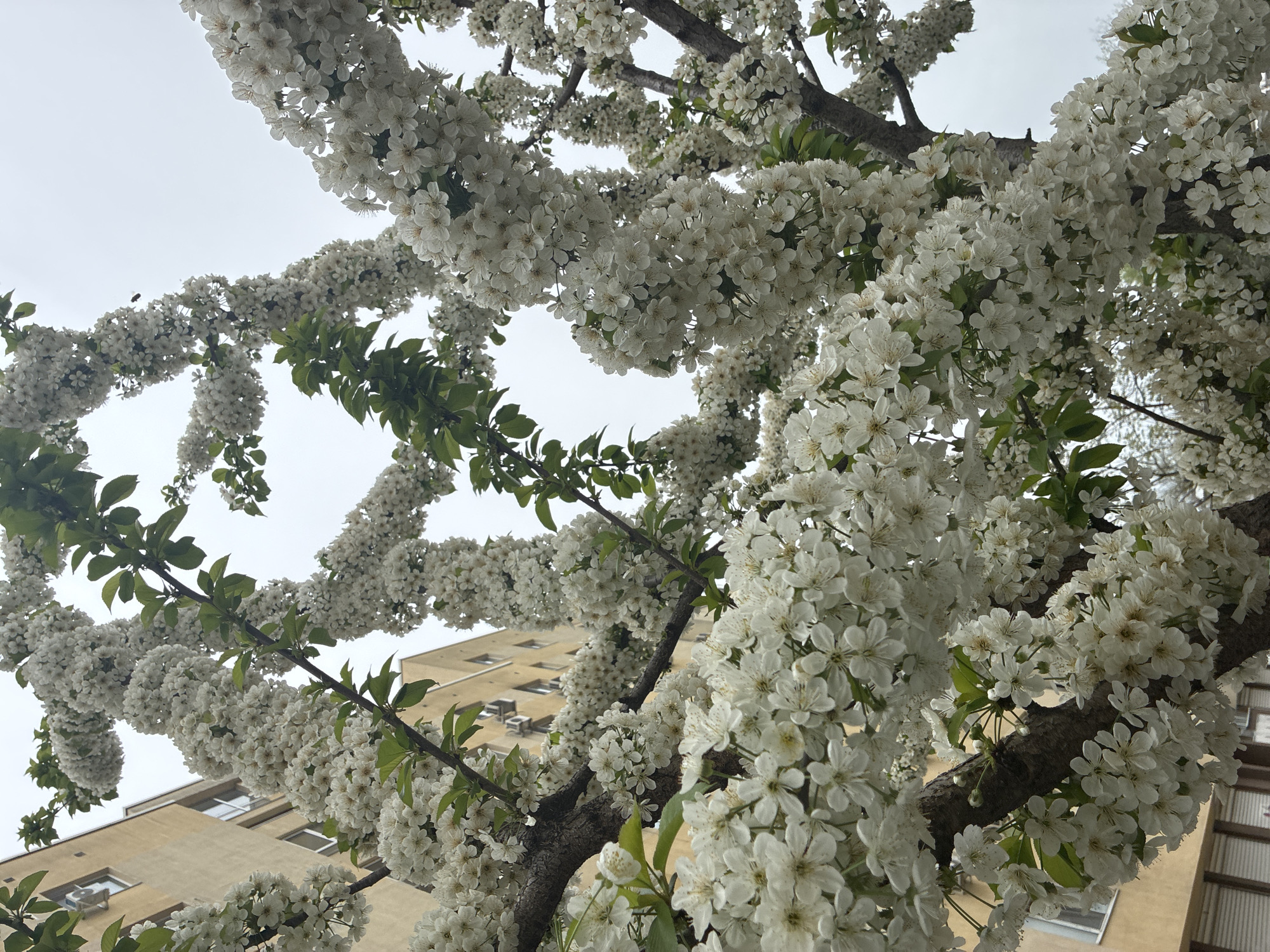 This image, taken in Plovdiv, Bulgaria, captures a blossoming tree from a low-angle perspective, looking upwards towards an overcast sky. The tree is densely covered in numerous clusters of small white flowers, indicative of a fruit tree in full spring bloom, such as a cherry or apple tree. Several thick branches with some green leaves are visible, winding through the dense canopy of blossoms.
In the background, a multi-story building with a light beige or yellow facade is partially visible. The building features numerous rectangular windows and what appear to be air conditioning units on its exterior. The sky above is a uniform, bright grey, suggesting an overcast or cloudy day.
The primary subject is the vibrant natural display of the blooming tree, juxtaposed with the urban architecture in the background. One of the cropped views reveals a small dark insect, possibly a bee, flying near the flowers, hinting at pollination. The scene conveys a sense of spring's arrival and natural beauty within an urban environment. No visible text is present in the image.