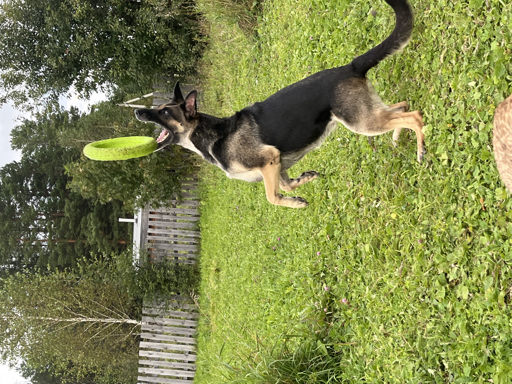 In a grassy yard with a weathered wooden fence in the background, a German Shepherd dog is captured mid-air, leaping to catch a bright green frisbee. The dog's mouth is open, and its body is arched as it stretches towards the toy. Trees and foliage form a natural backdrop, and the sky is overcast. The scene appears to be a suburban or rural setting, possibly within the city of Nizhny Tagil, Russia, given the natural environment and traditional wooden fencing often found in Russian countryside homes.