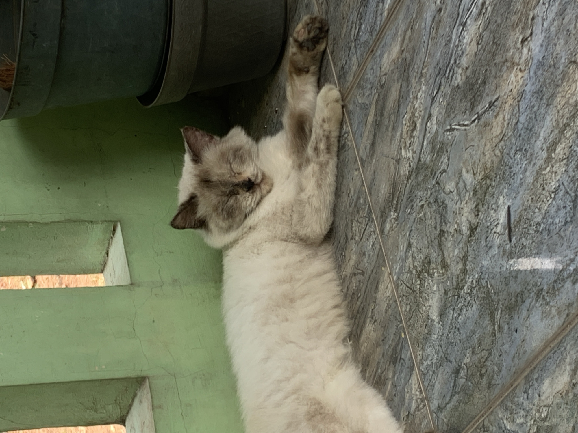 A fluffy, light-colored cat with brown markings on its face and paws is sleeping on a tiled floor. The cat is lying on its side with its eyes closed, appearing relaxed. The floor tiles are gray and have a marbled pattern. In the background, there is a light green wall with vertical openings, and two dark green plant pots are stacked on top of each other. The scene appears to be an outdoor or semi-outdoor area, possibly a porch or patio. The location is in Dukuh Mojo, Indonesia, indicated by the context provided.