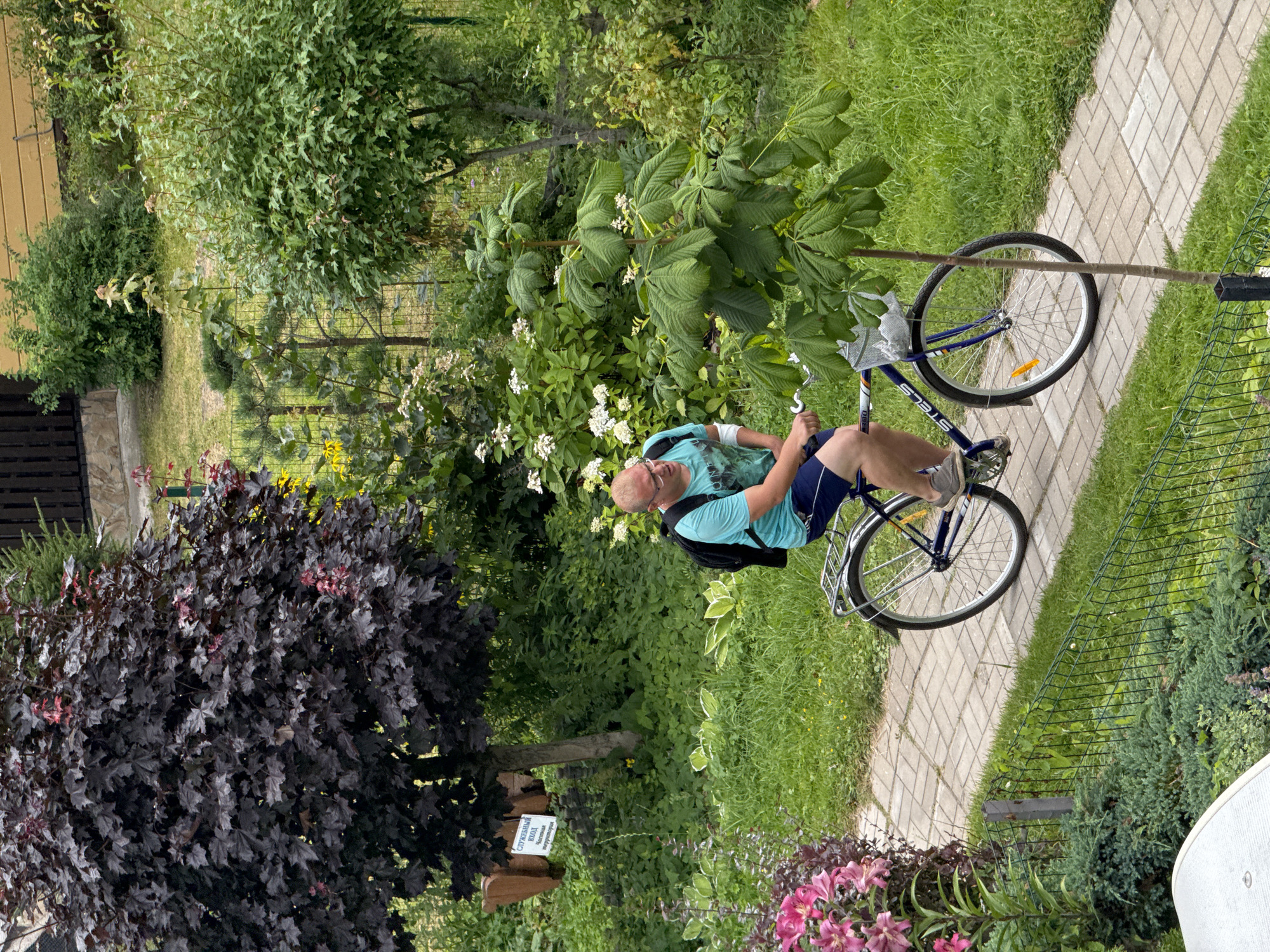 A man wearing glasses, a turquoise t-shirt, and dark blue shorts rides a blue bicycle on a paved pathway. He has a black backpack. The pathway is bordered by green grass on the right and a variety of plants and trees on the left. A dark-leaved tree with red accents stands prominently on the left. A small tree with large green leaves is to the right of the pathway. In the background, a wooden fence and a building are visible. The scene appears to be a residential yard or park area. The image is taken from a slightly elevated perspective.
