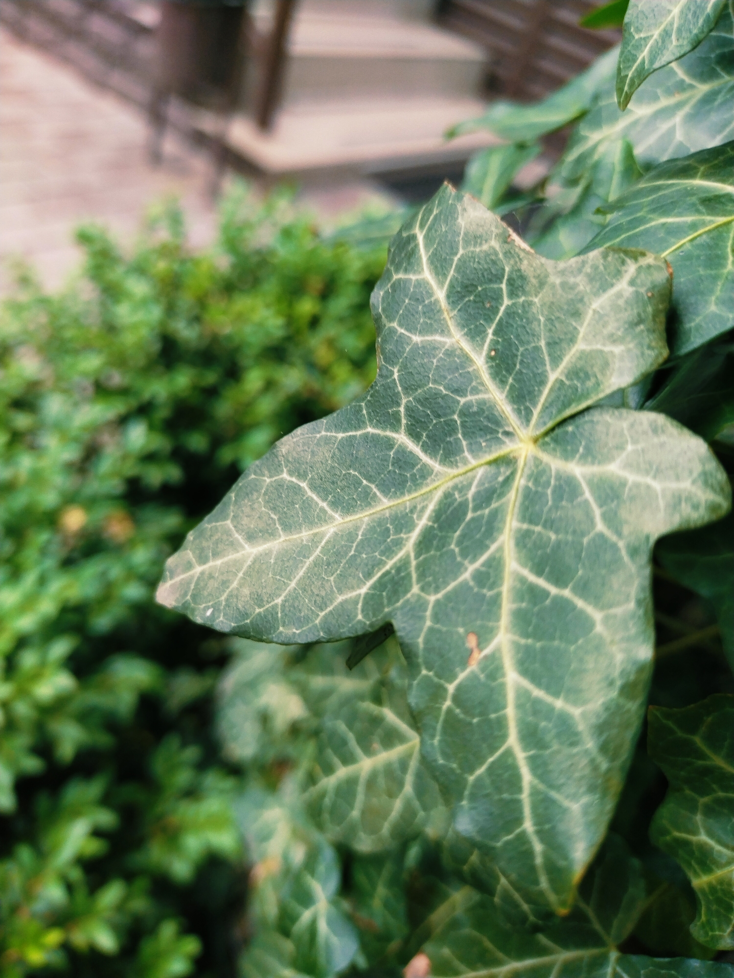 This is a close-up, vertically oriented, outdoor photograph of an ivy leaf in the city of Horishni Plavni, Ukraine. The ivy leaf is a vibrant green with lighter green veining that creates a distinct, web-like pattern across its surface. The leaf is slightly dusty, with a few small brown specks visible. It occupies the majority of the foreground, with its lobed shape clearly defined. In the background, out of focus, is a dense cluster of other green foliage, likely more ivy or a similar plant. Further in the distance, the blurred shapes of brickwork and steps suggest a building or outdoor structure, possibly a pathway or entrance. The lighting appears to be natural daylight, casting soft shadows and highlighting the texture of the leaf. There are no people or animals present in the image.