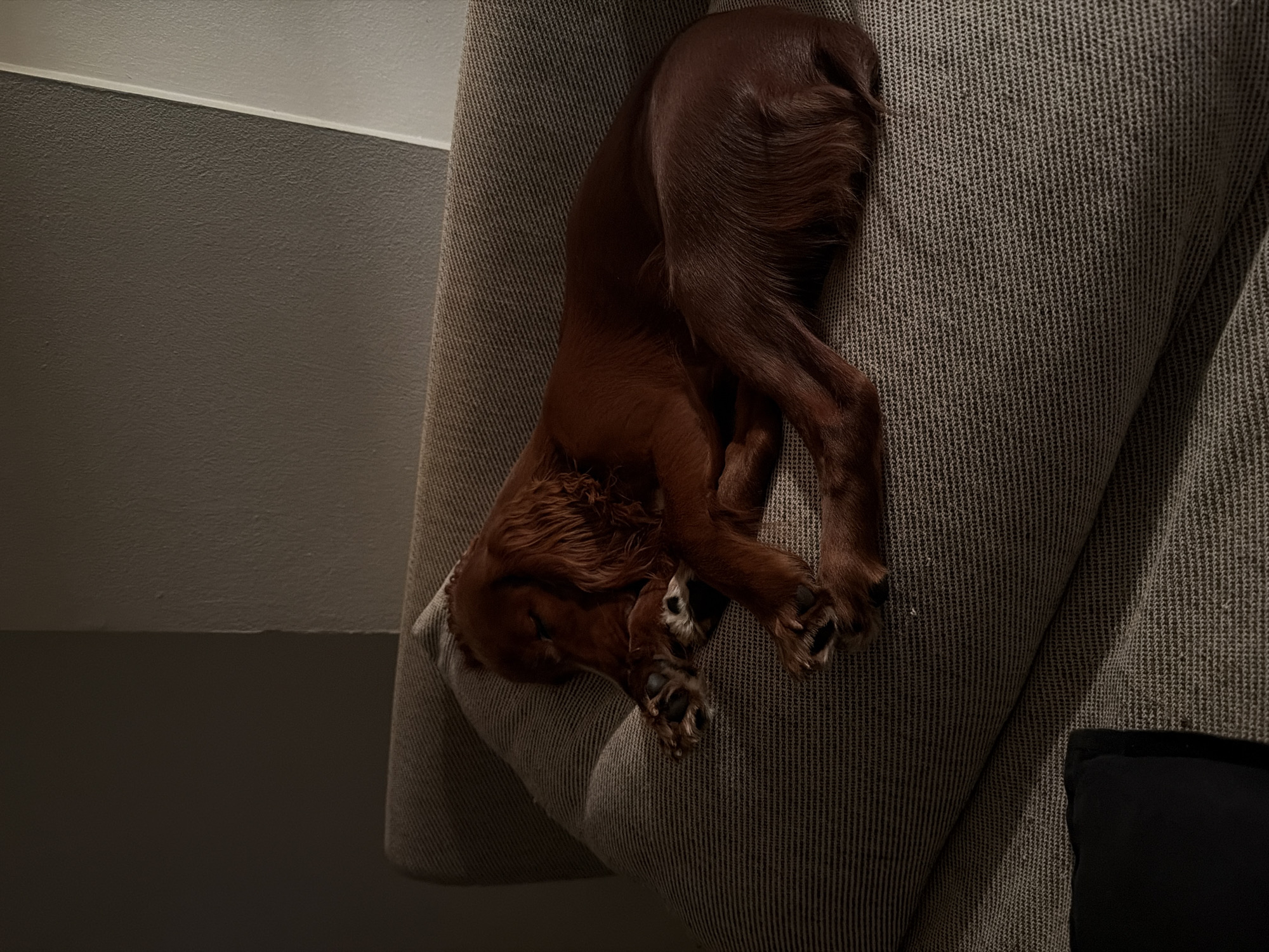 A brown dog is sleeping on a grey couch in a dimly lit room. The dog is curled up on its side, with its head tucked into its body. Its paws are visible, and one paw is resting on the dog's nose. The couch is made of a textured fabric, and it appears to be an indoor setting. The lighting is low, suggesting it might be nighttime or early morning. There are no people visible in the image. The overall mood is peaceful and relaxed, with the dog appearing comfortable and asleep. There is no visible text in the image. The location context of Chang Phueak, Thailand, does not provide any specific visual cues within the image itself.
