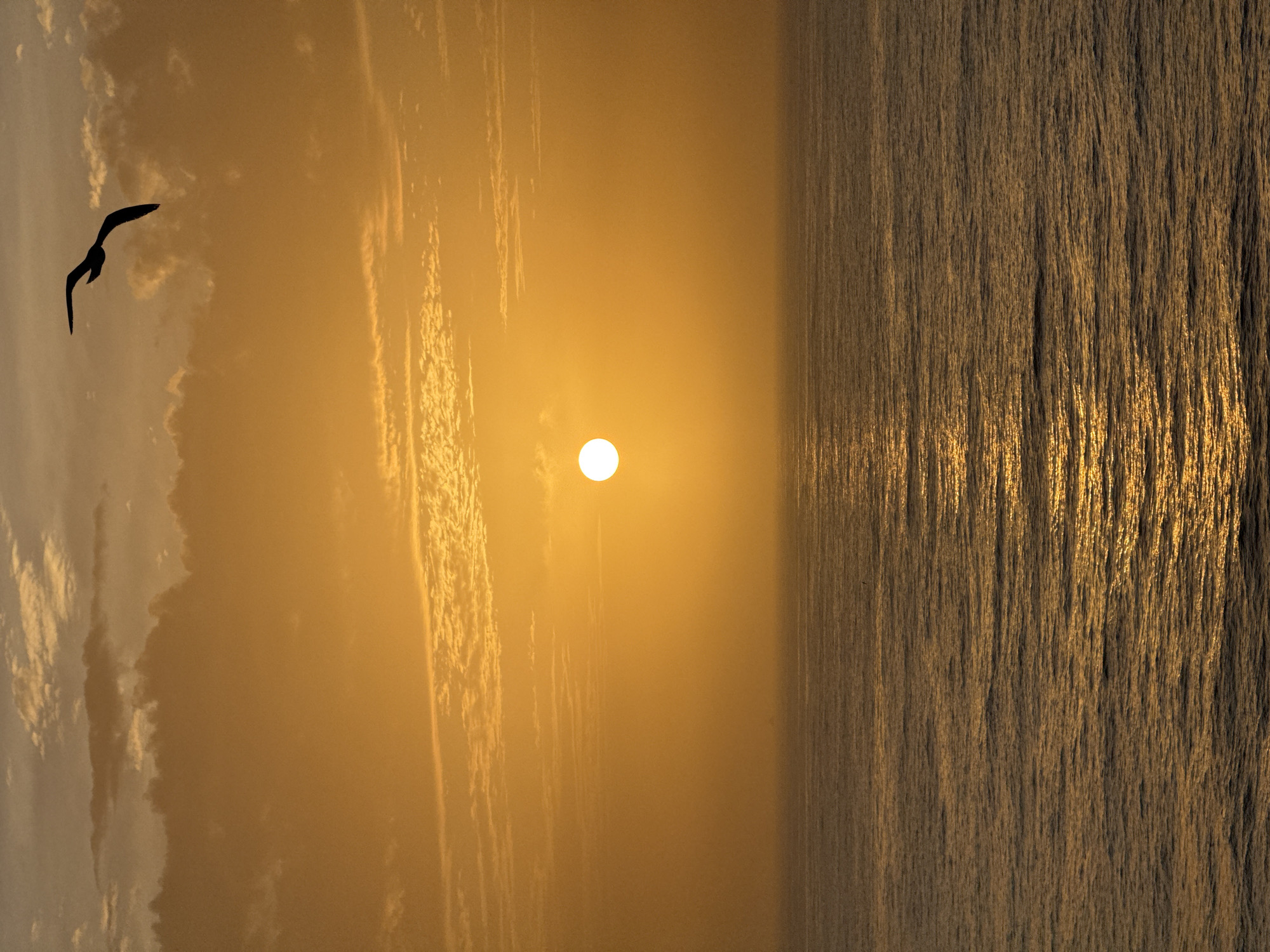 The image depicts a sunrise or sunset over the ocean. A bird is silhouetted against the golden sky in the left of the frame. A bright sun is in the center of the frame. The sea fills the right side of the image, reflecting the sunlight. The location is Unknown, Unknown.