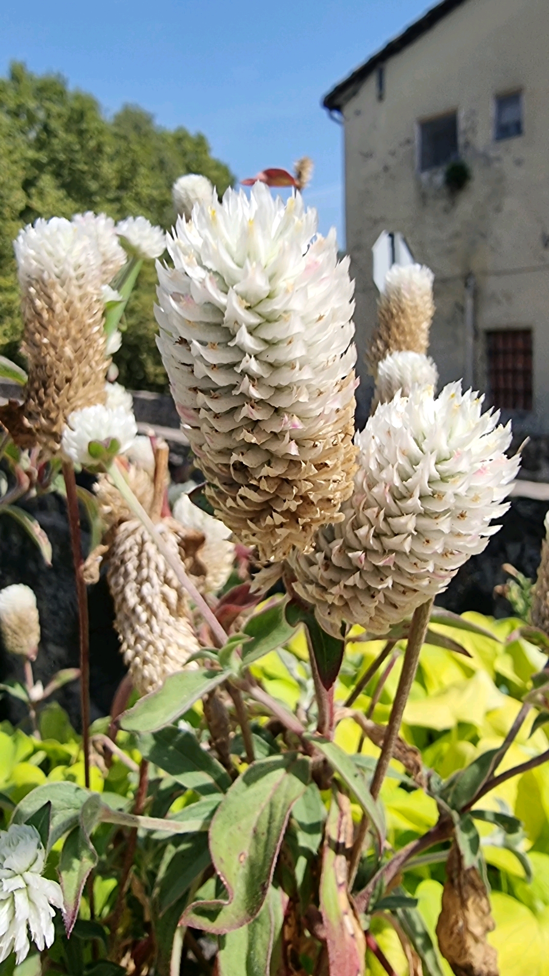 In Sant Joan Les Fonts, Spain, a cluster of white, conical flowers, likely Globe Amaranth (Gomphrena globosa), are in full bloom against a backdrop of lush green foliage. The flowers, with their layered, papery petals, exhibit a slight browning at the tips, suggesting they are mature or beginning to dry. One prominent flower in the foreground is sharply in focus, revealing intricate details of its structure. Behind it, another flower of similar shape but with a more elongated form is partially visible. To the left, a smaller, spherical white flower with delicate green sepals is also present. The foreground is dominated by these floral subjects, with a few weathered brown seed heads also noticeable among them. The plants have sturdy, reddish-brown stems and large, ovate green leaves with prominent veins, some edged in a deep burgundy. The background is softly blurred, but a section of a rustic, stone building with dark windows is discernible, along with the vibrant green of other plants and a clear blue sky. The overall impression is one of a well-maintained garden or natural area, showcasing the beauty of these unique flowers under the bright Spanish sun.